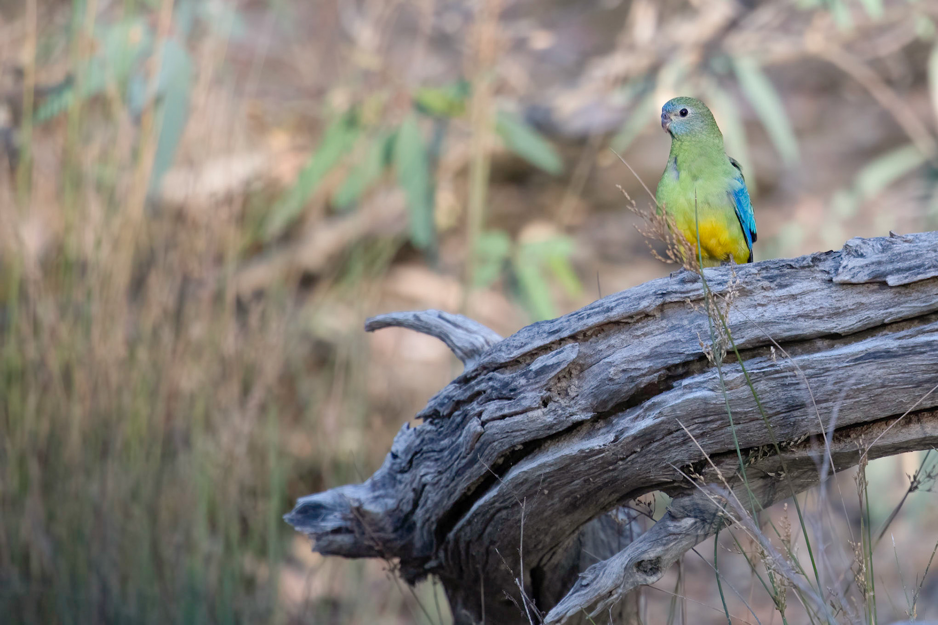 Turquoise Parrot
