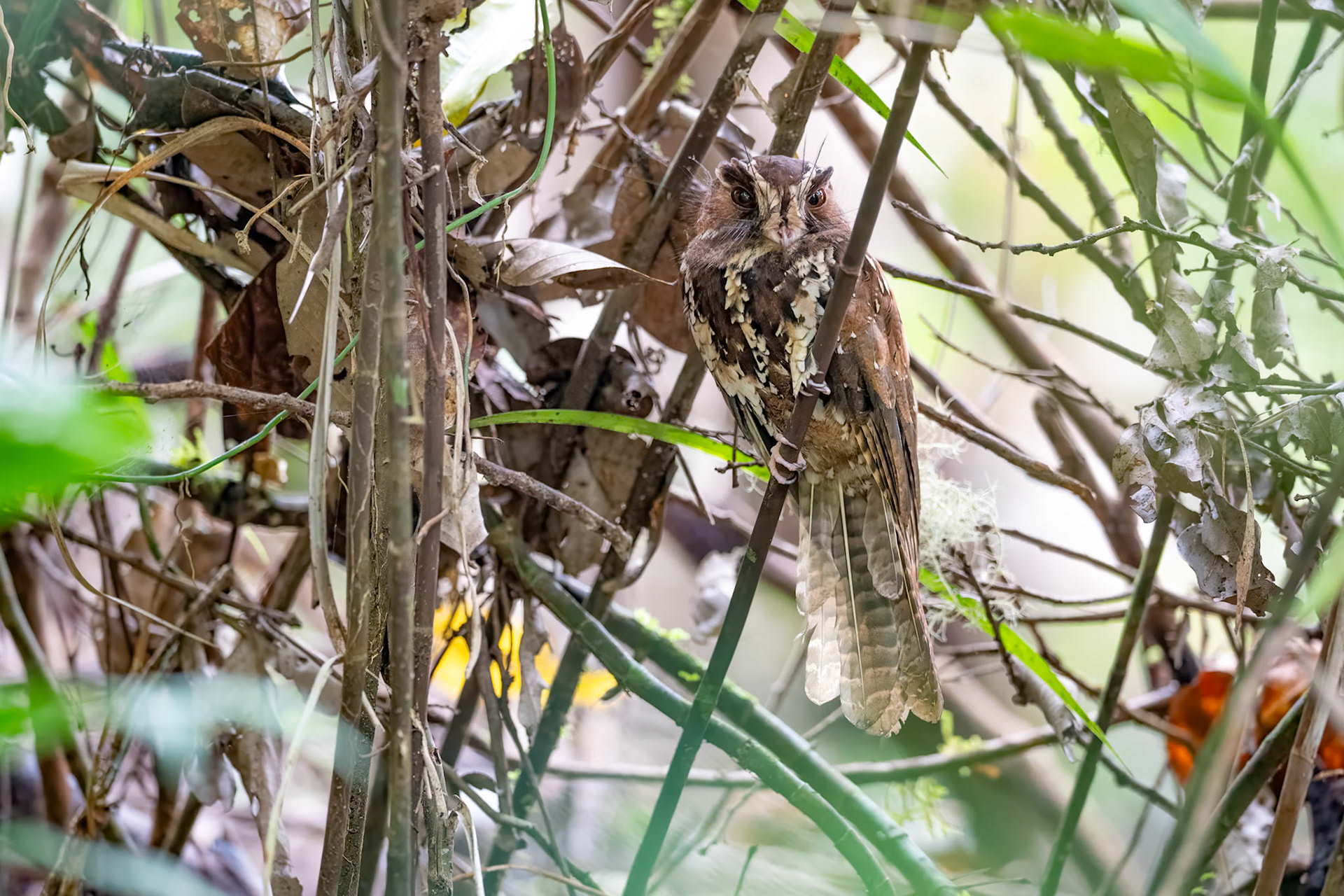 Feline Owlet-nightjar