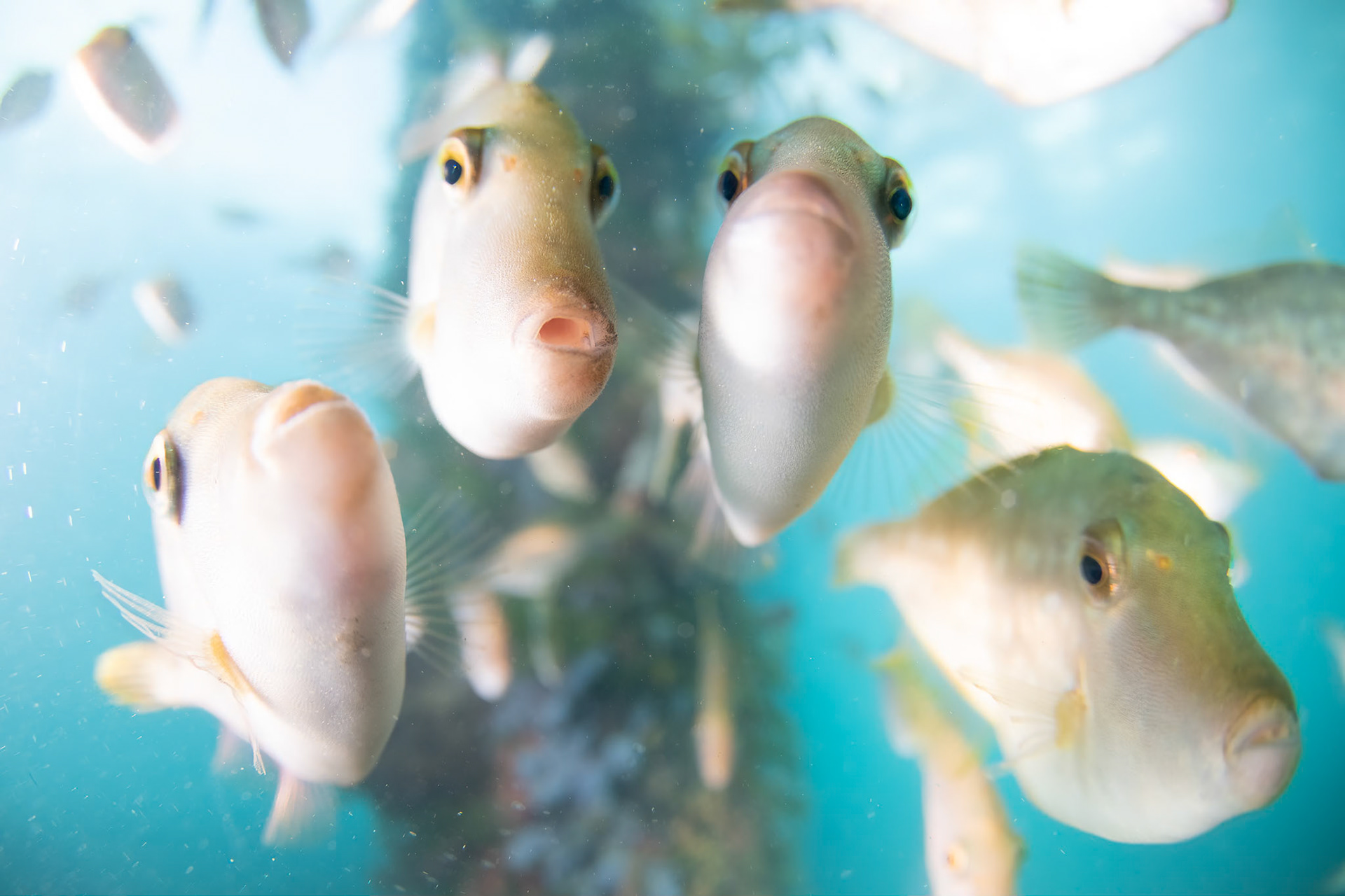 Leatherjackets under Flinders Pier