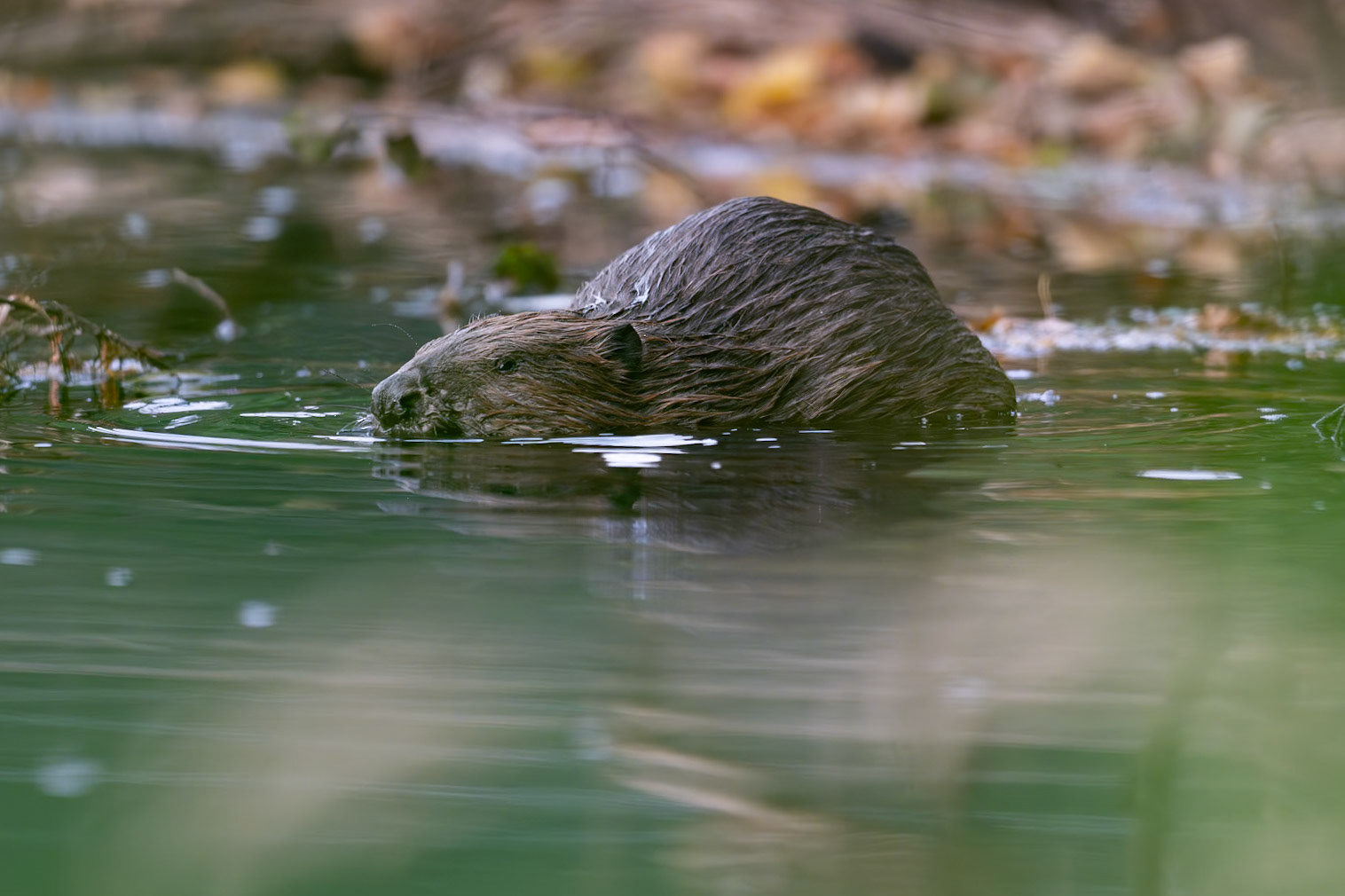Beaver in the Thaya river