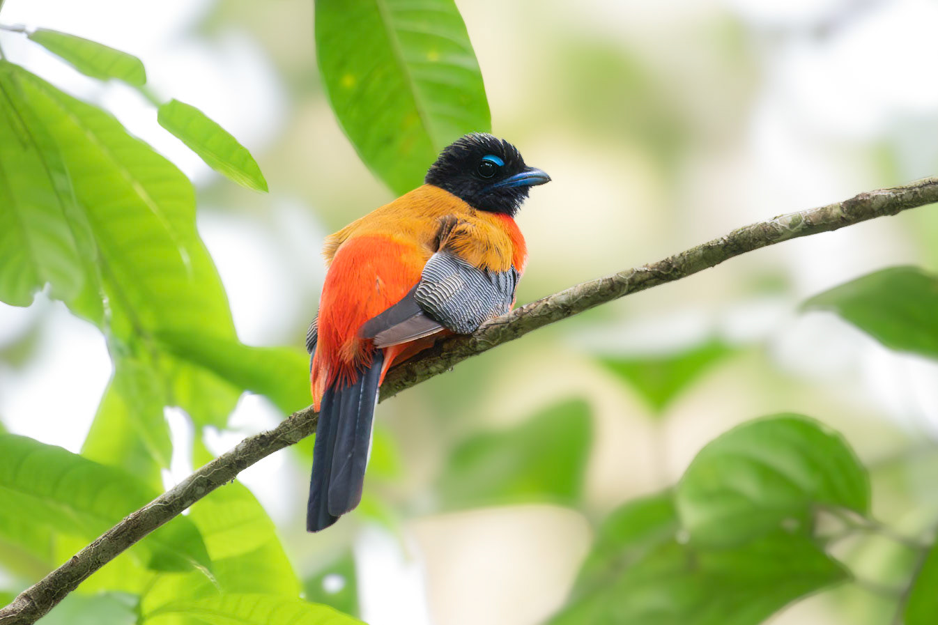 Scarlet-rumped Trogon