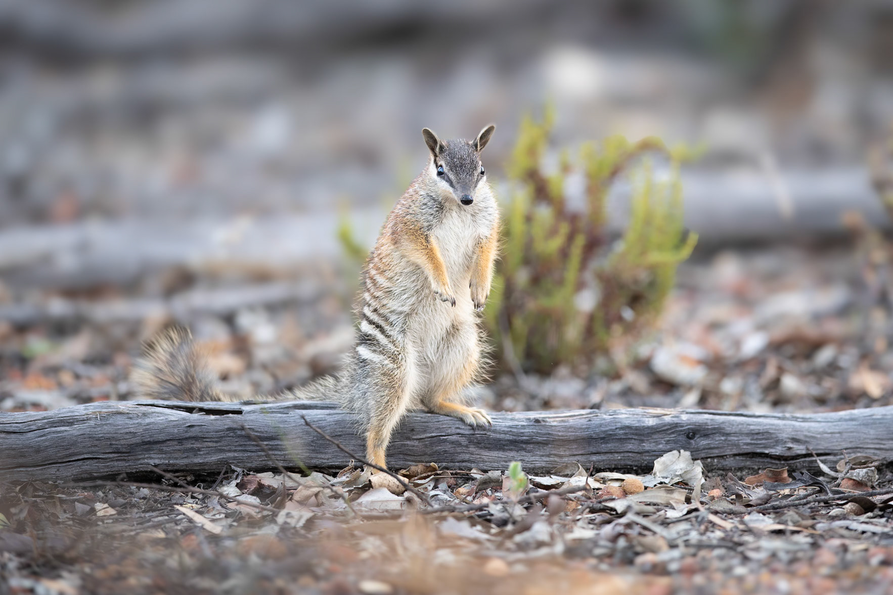 Numbat