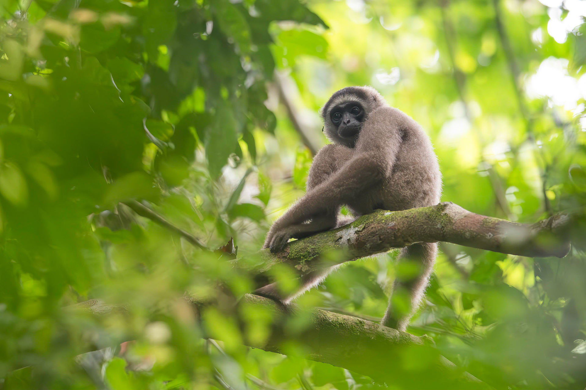 North Borneo Gibbon