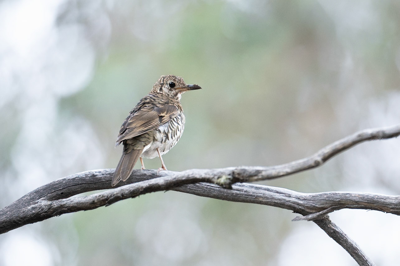 Bassian Thrush