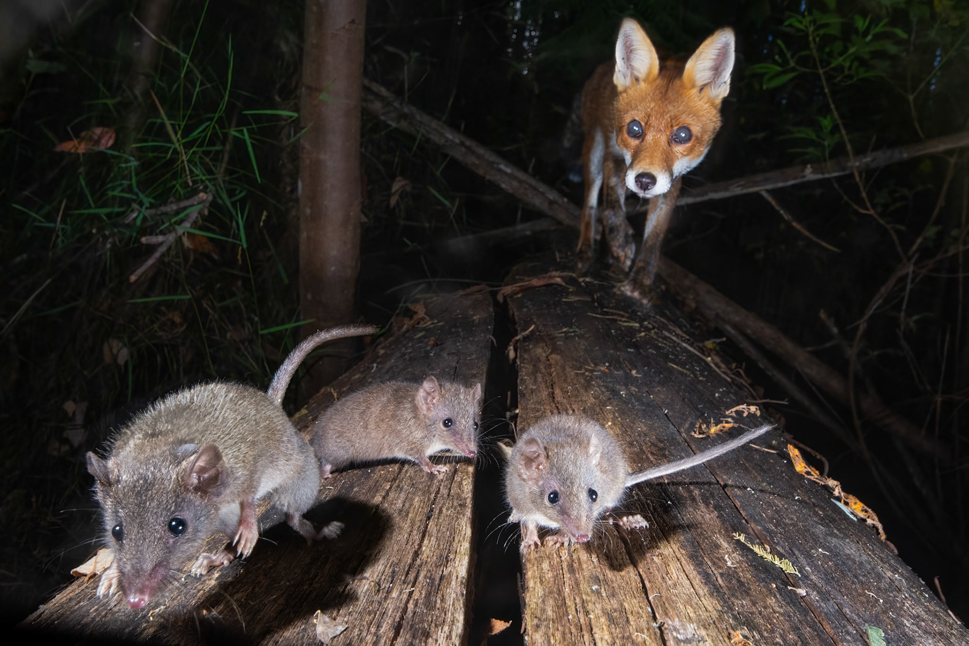A composite of agile antechinus and a fox