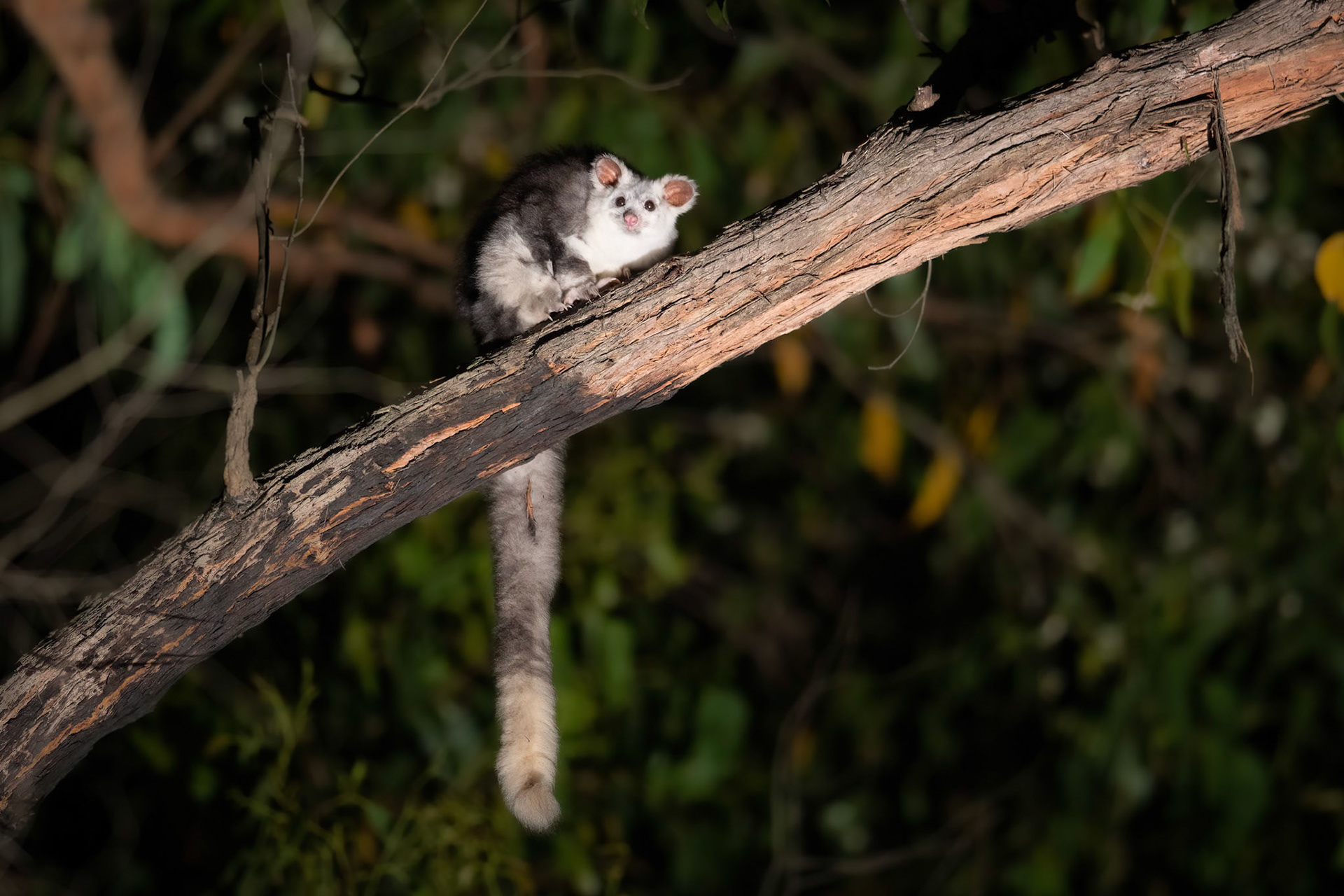Greater Glider (white morph)
