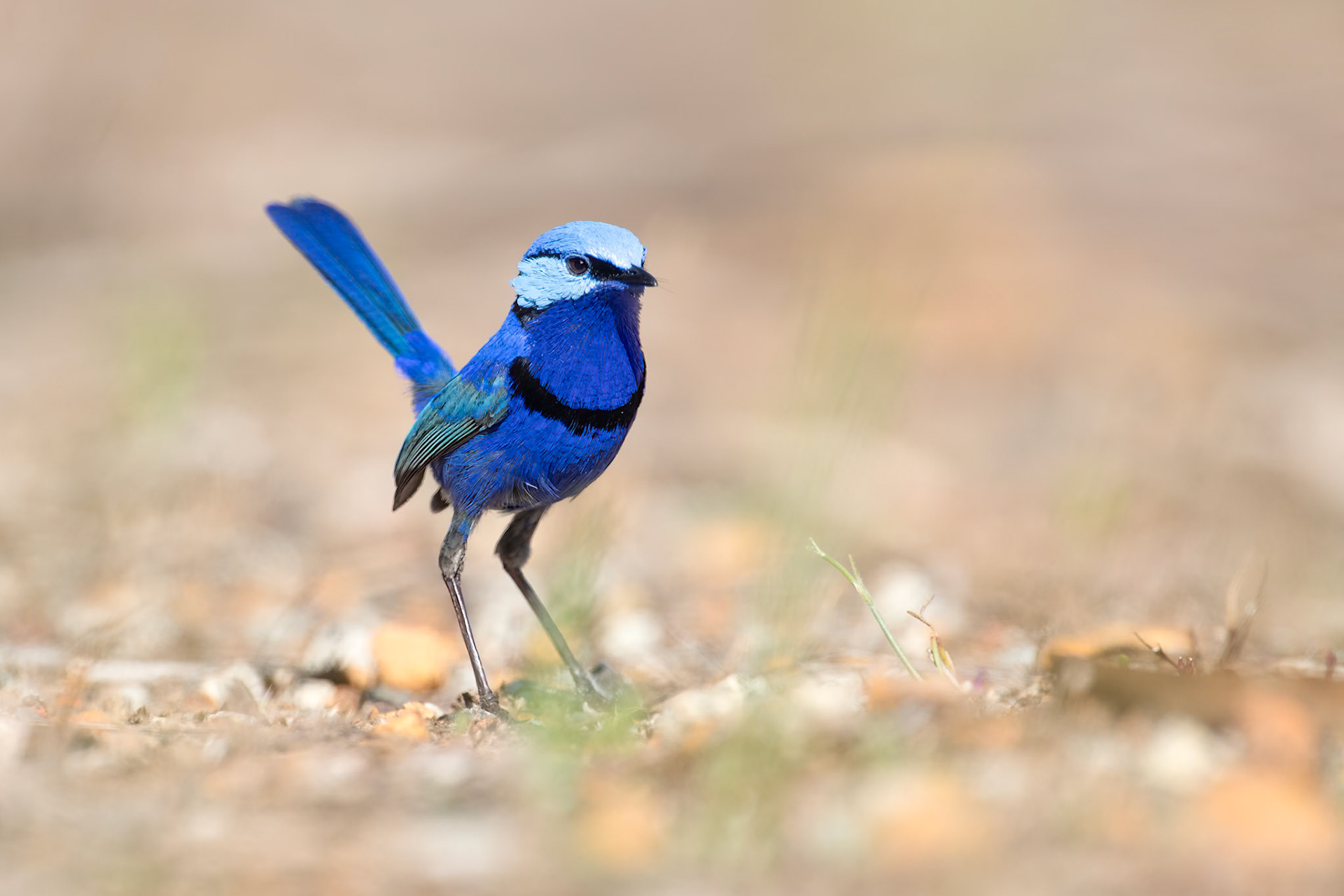 Splendid Fairy-wren