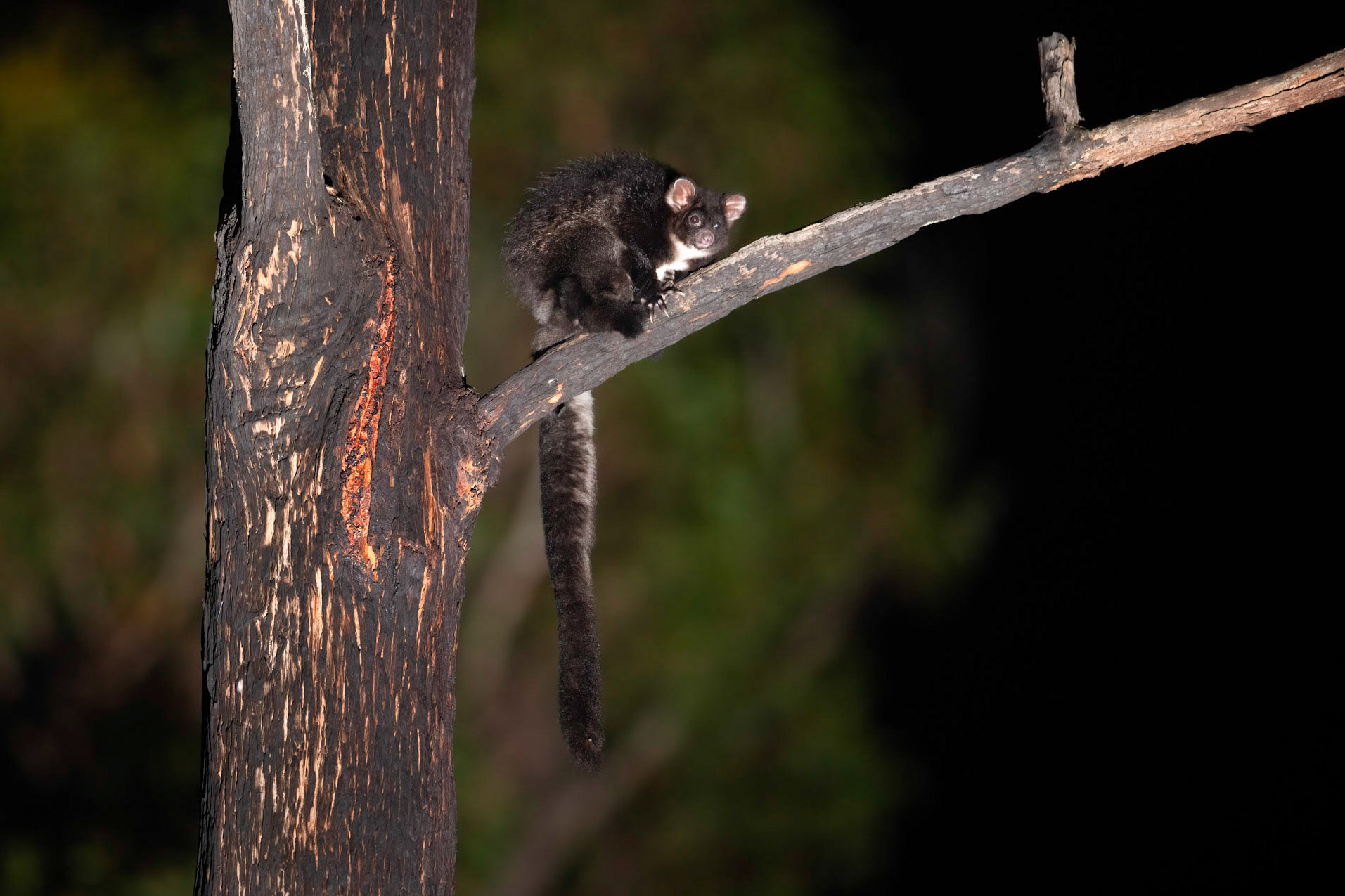 Greater Glider (black morph)