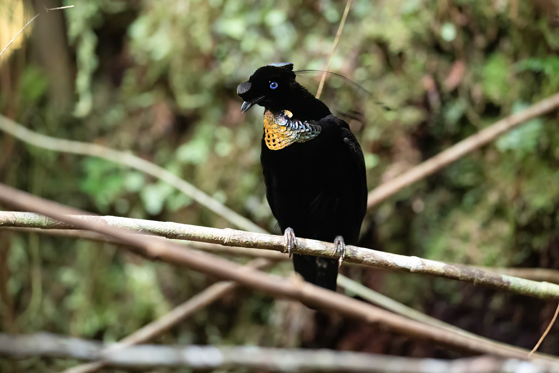 Western Parotia
