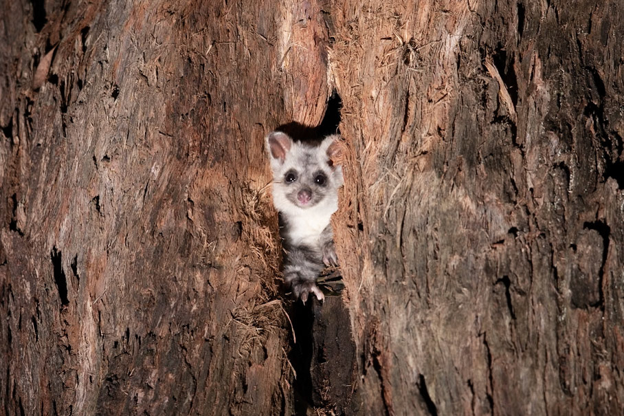 Greater Glider (white morph)
