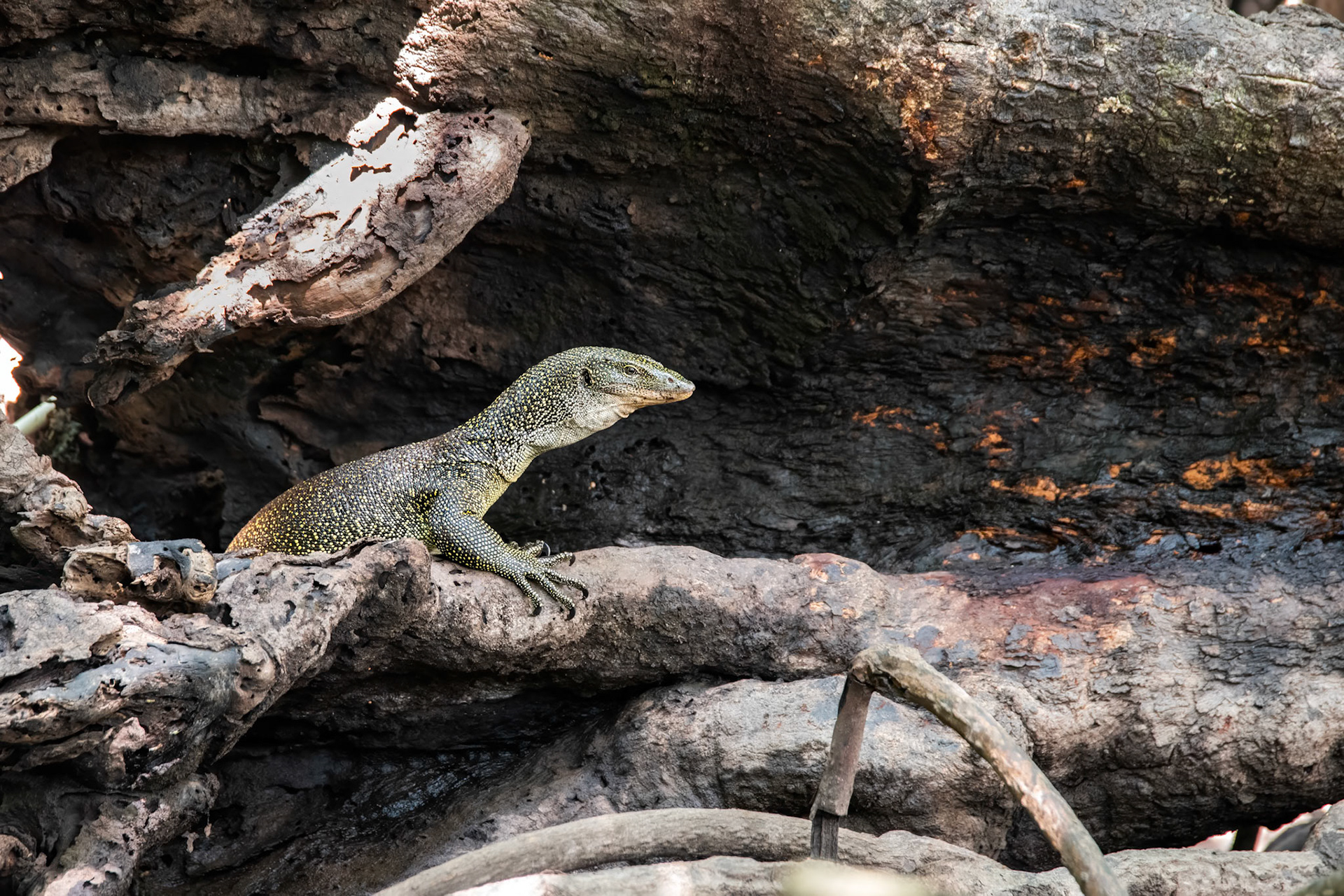 Mangrove Monitor