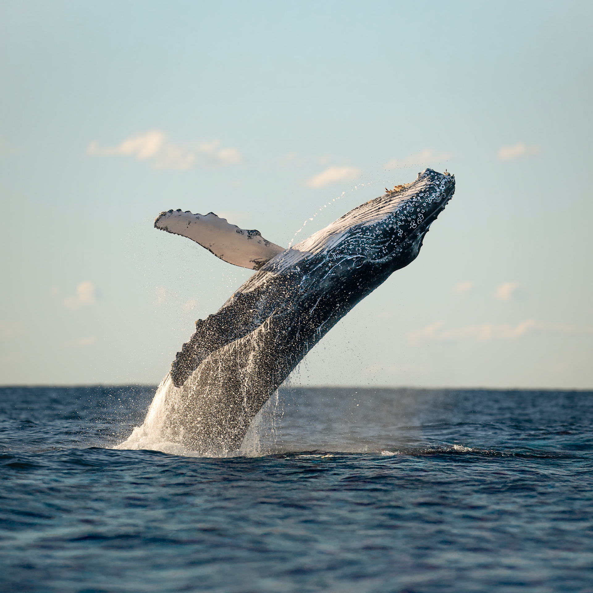 Humpback Whale