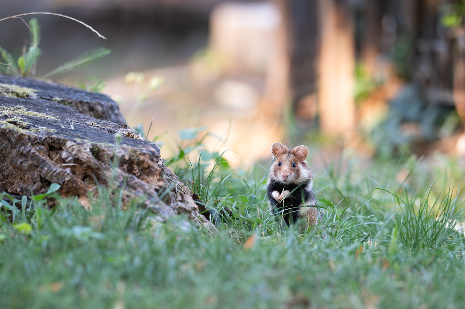 European Hamster that lives at a cemetry