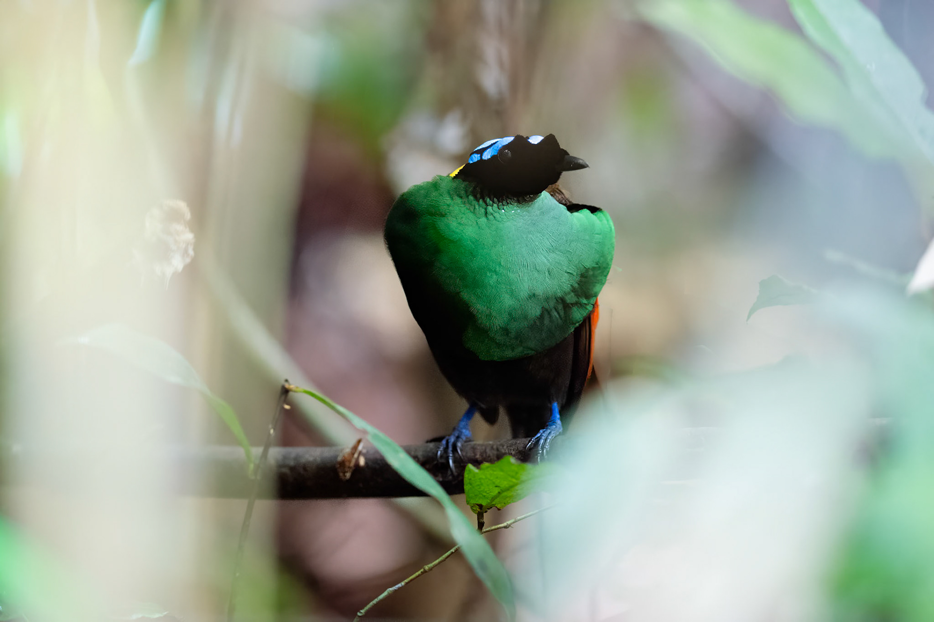 Wilson's Bird-of-paradise