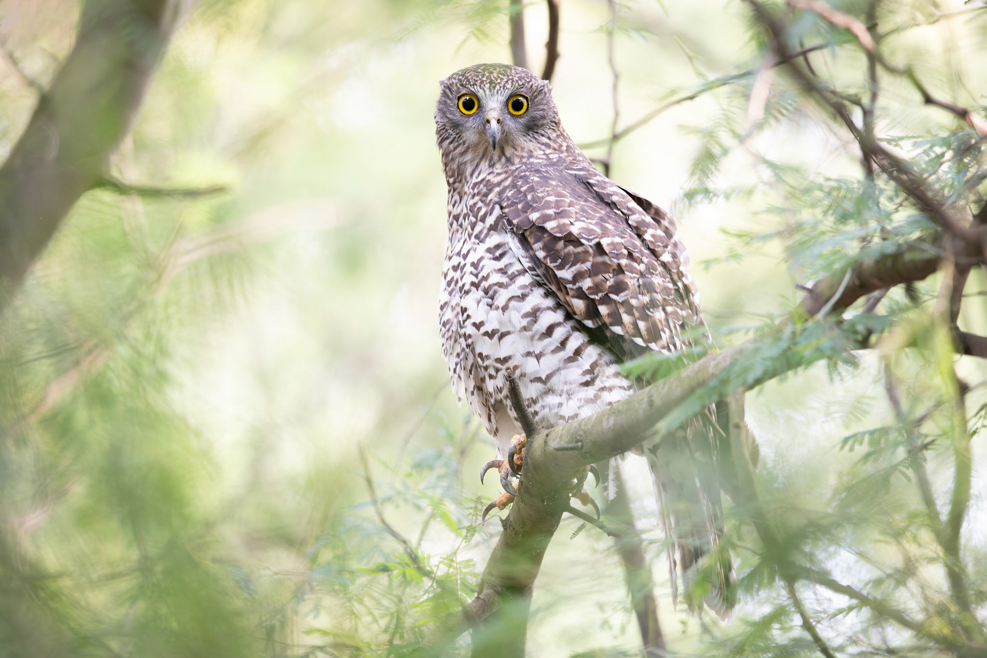 Powerful Owl