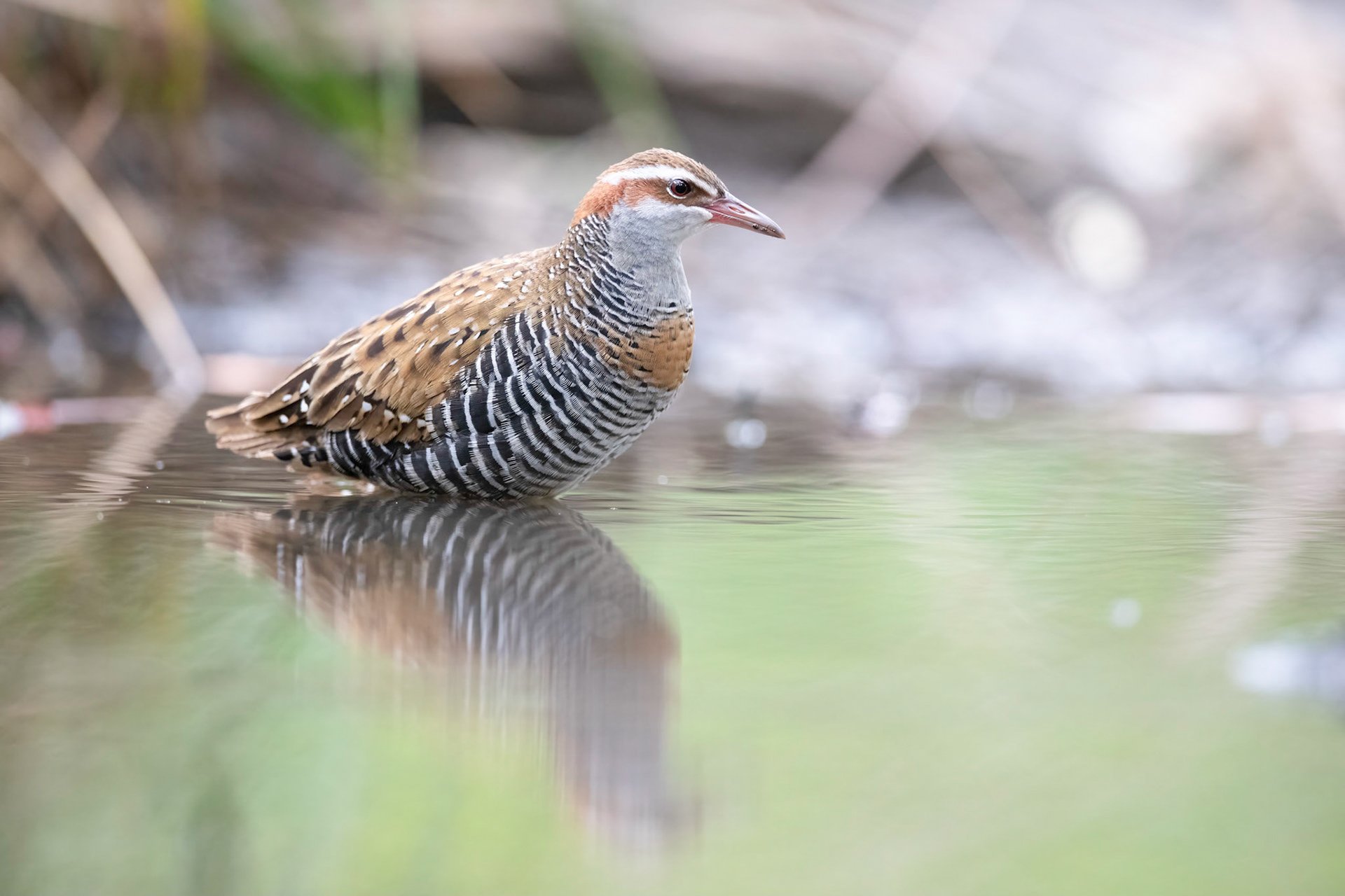 Buff-banded Rail