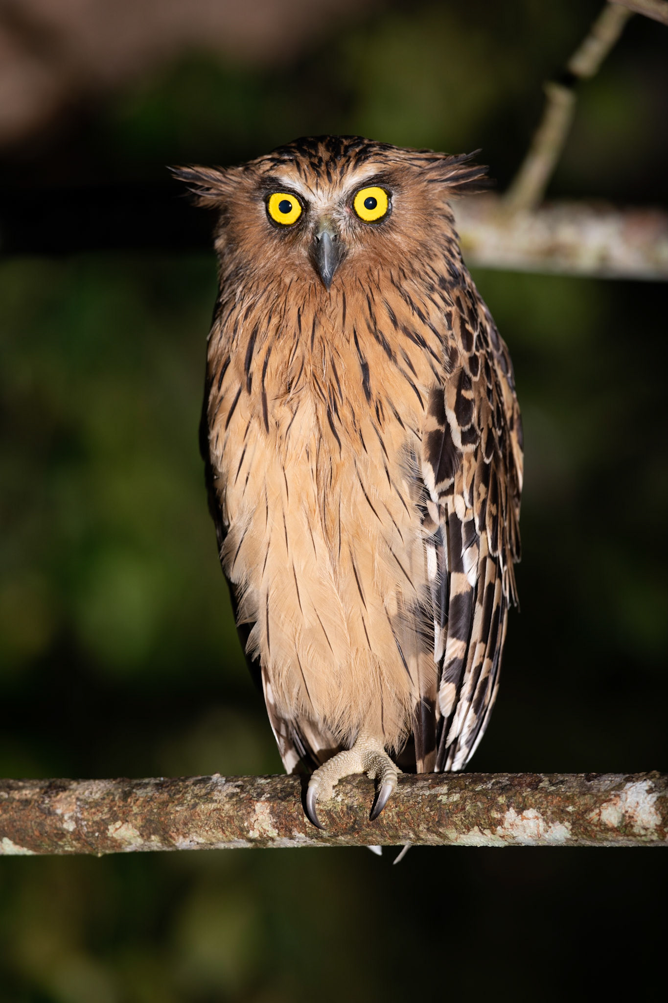 Buffy Fish Owl
