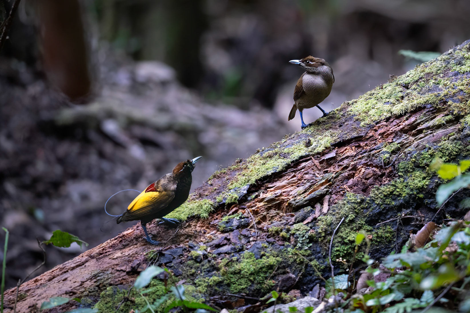 Magnificent Bird-of-paradise male and female
