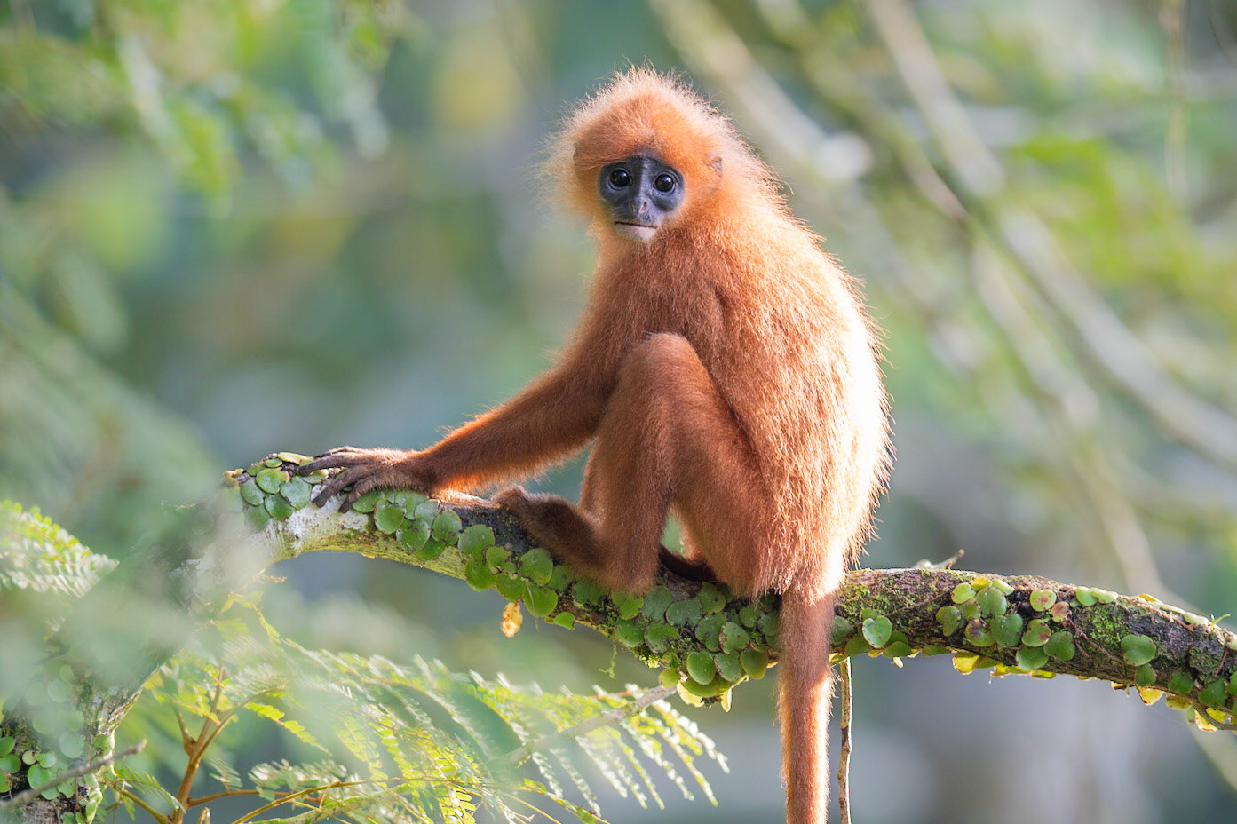 Red Leaf Monkey