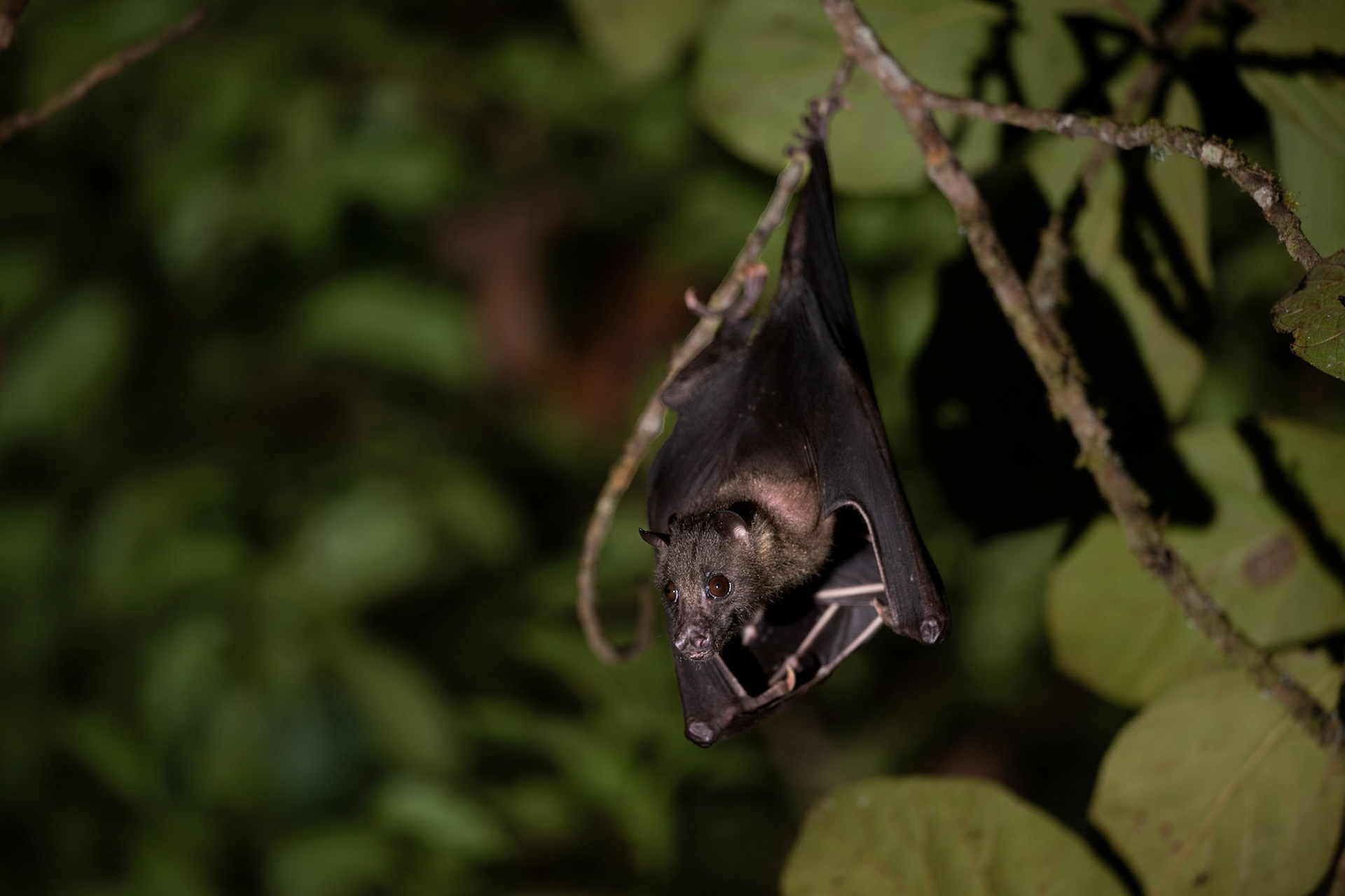 Ashy-headed Flying-Fox