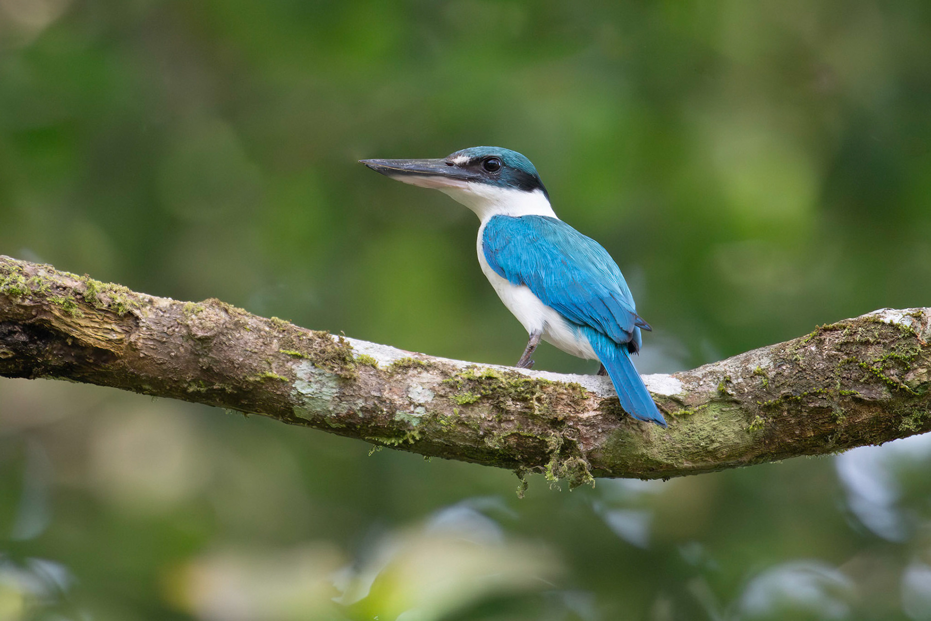 Collared Kingfisher