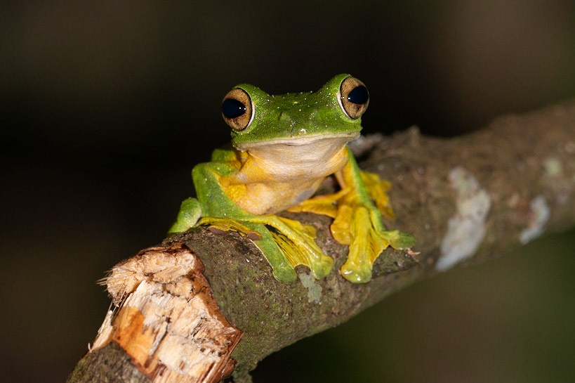 Wallace's Flying Frog