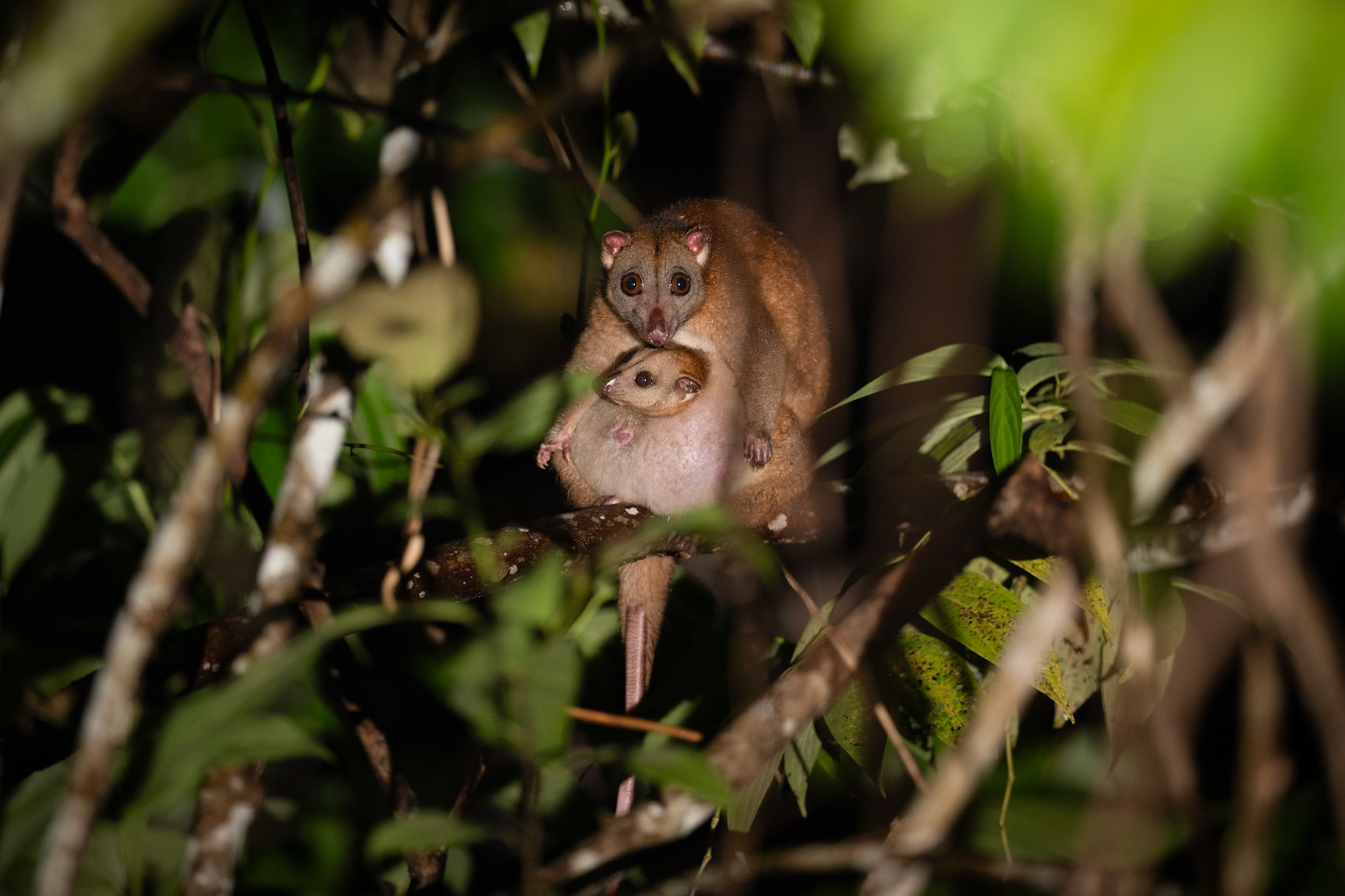 Northern Common Cuscus