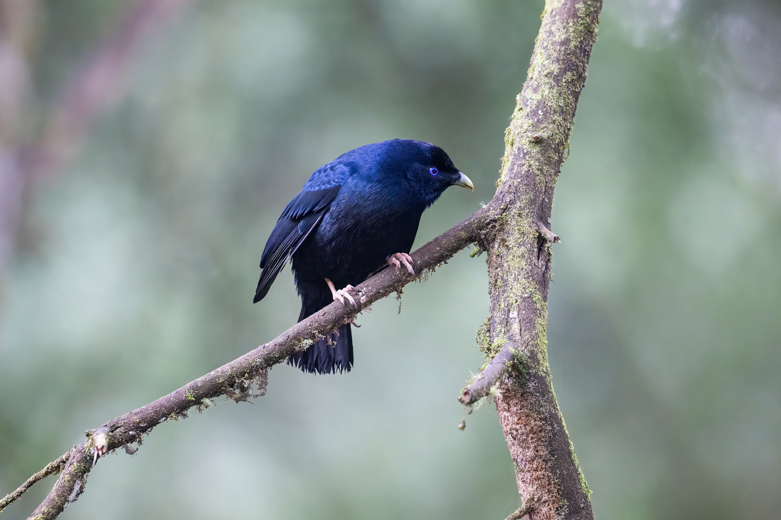 Satin Bowerbird