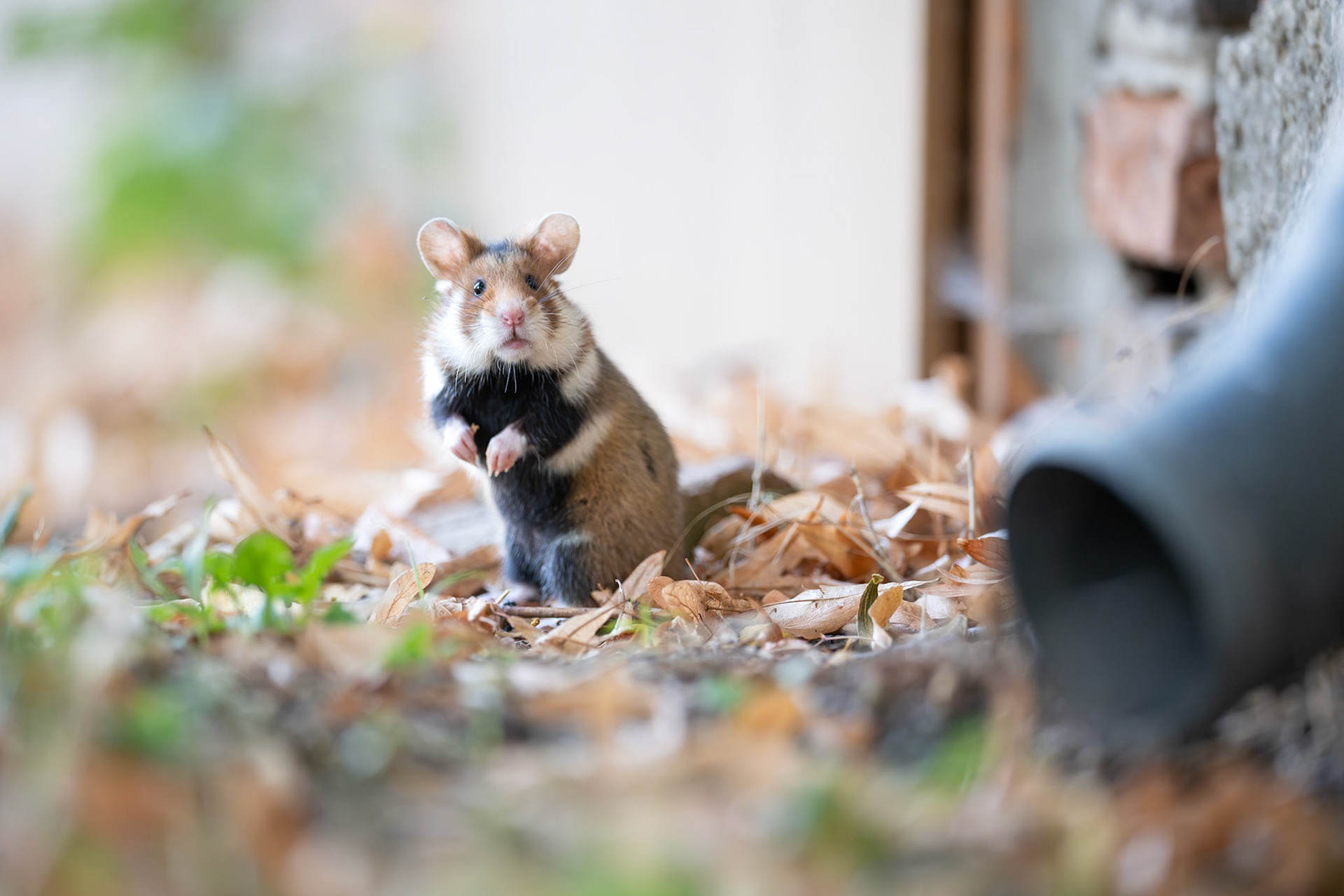 European Hamster that lives at a cemetry