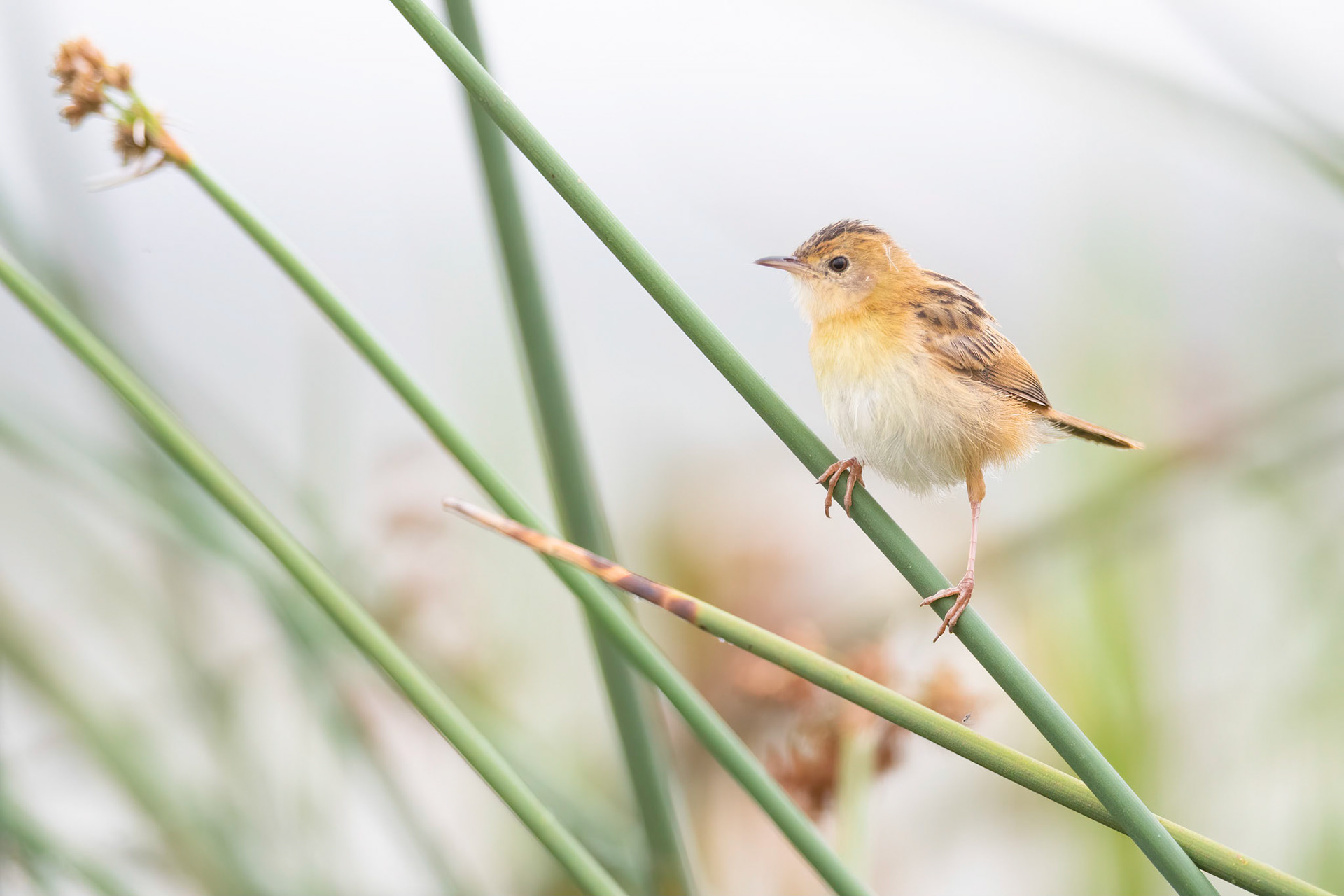Golden-headed Cisticola