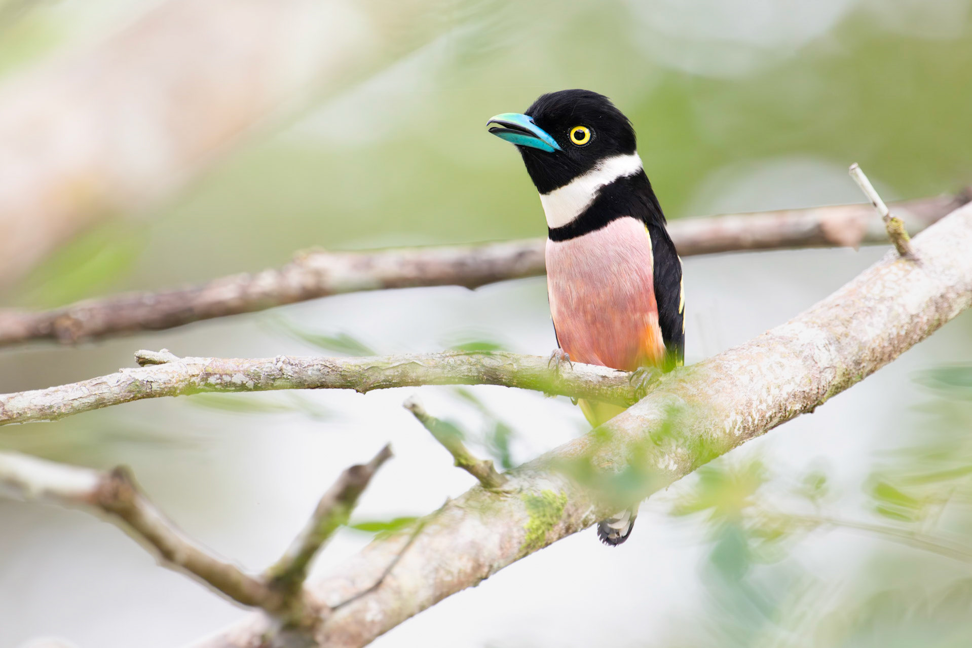 Black and Yellow Broadbill