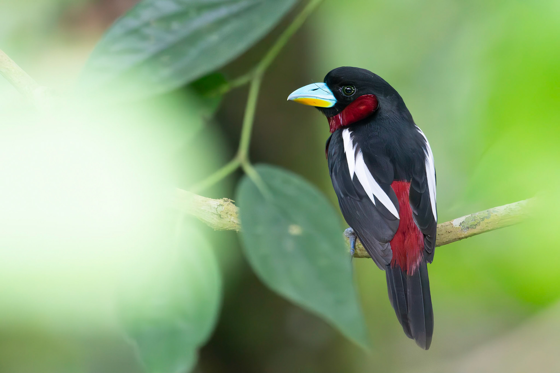 Black and Red Broadbill