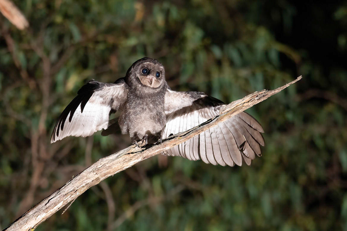 Sooty Owl