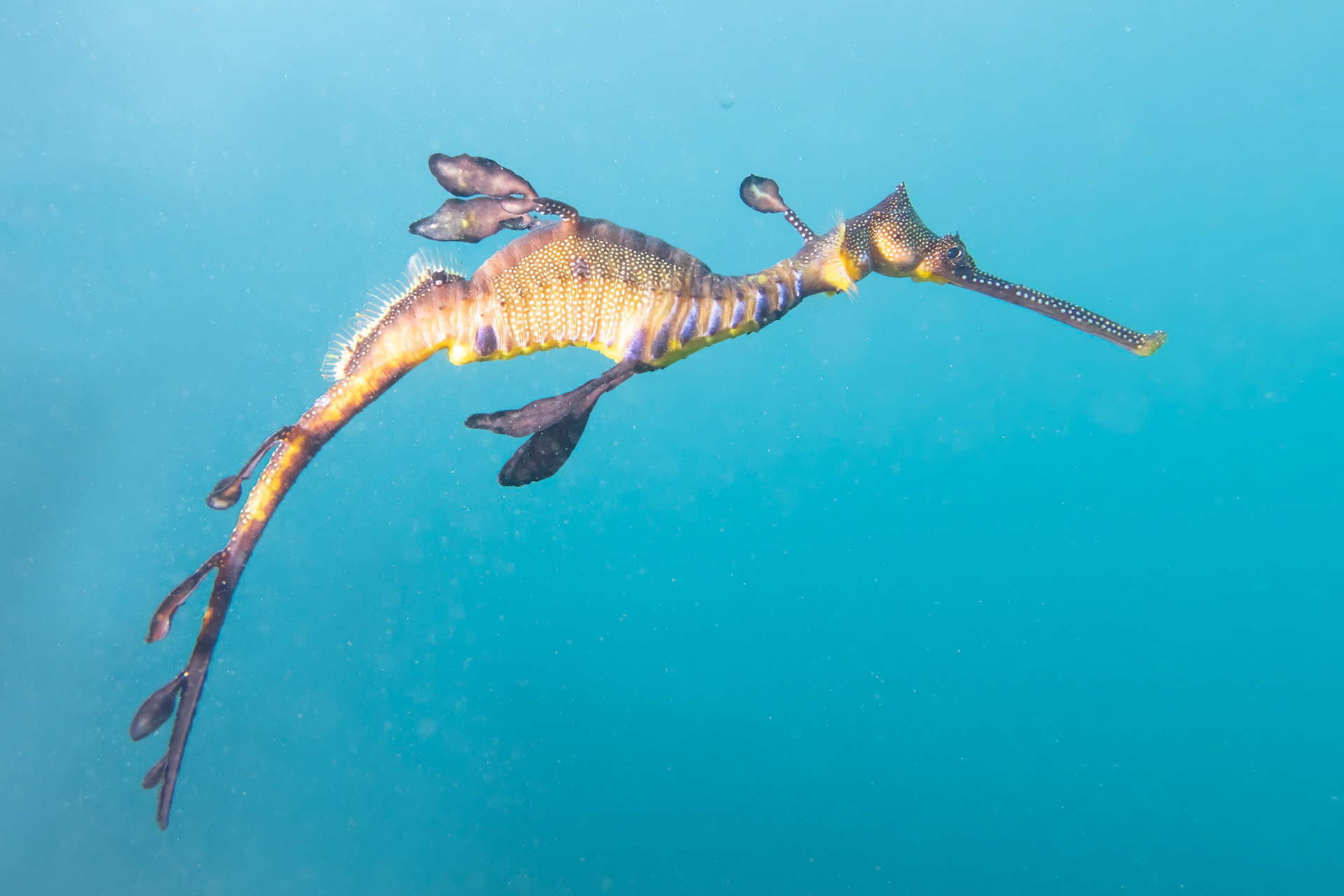Weedy Sea Dragon