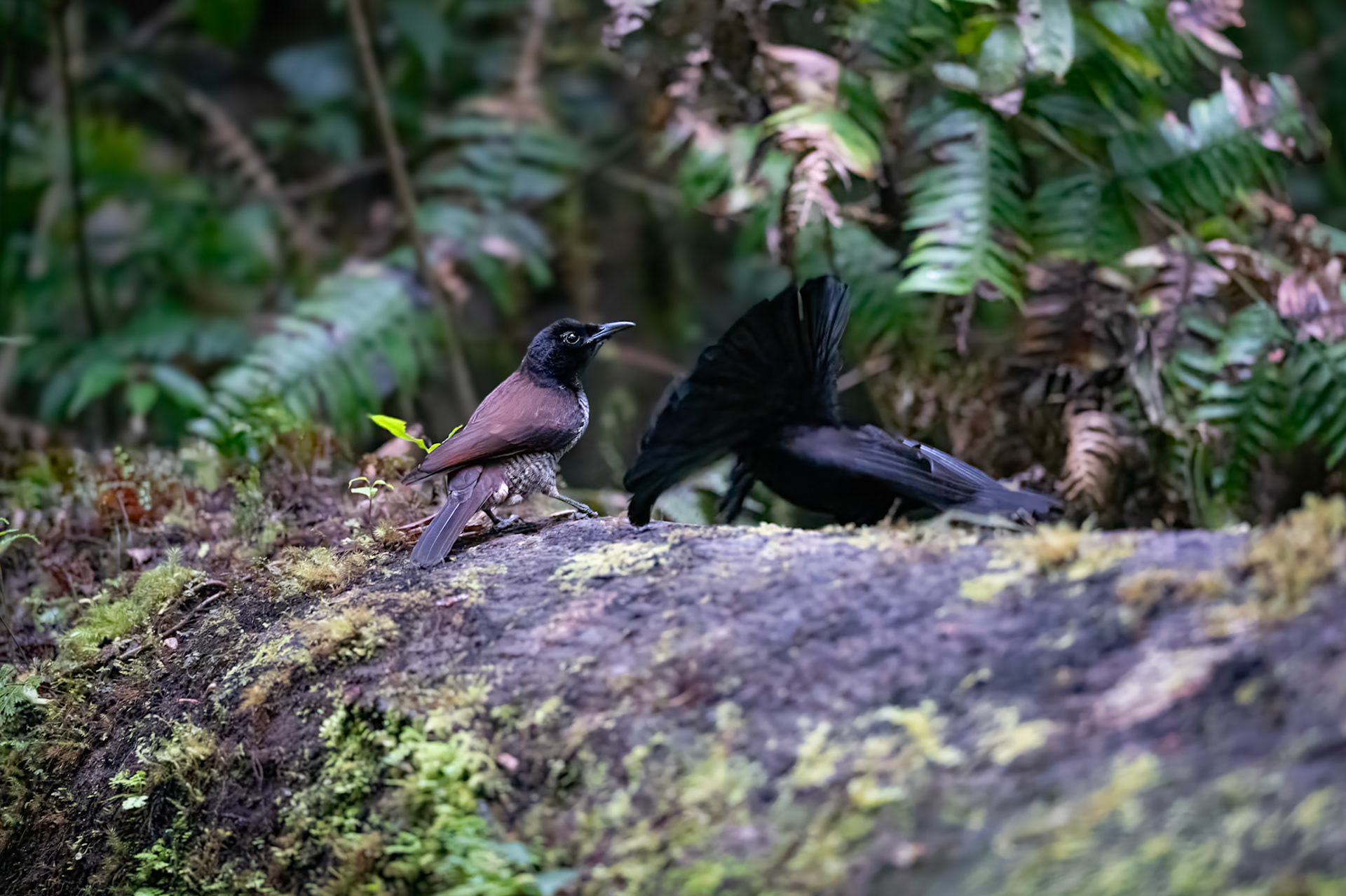 Vogelkop Lophorina male performing to female