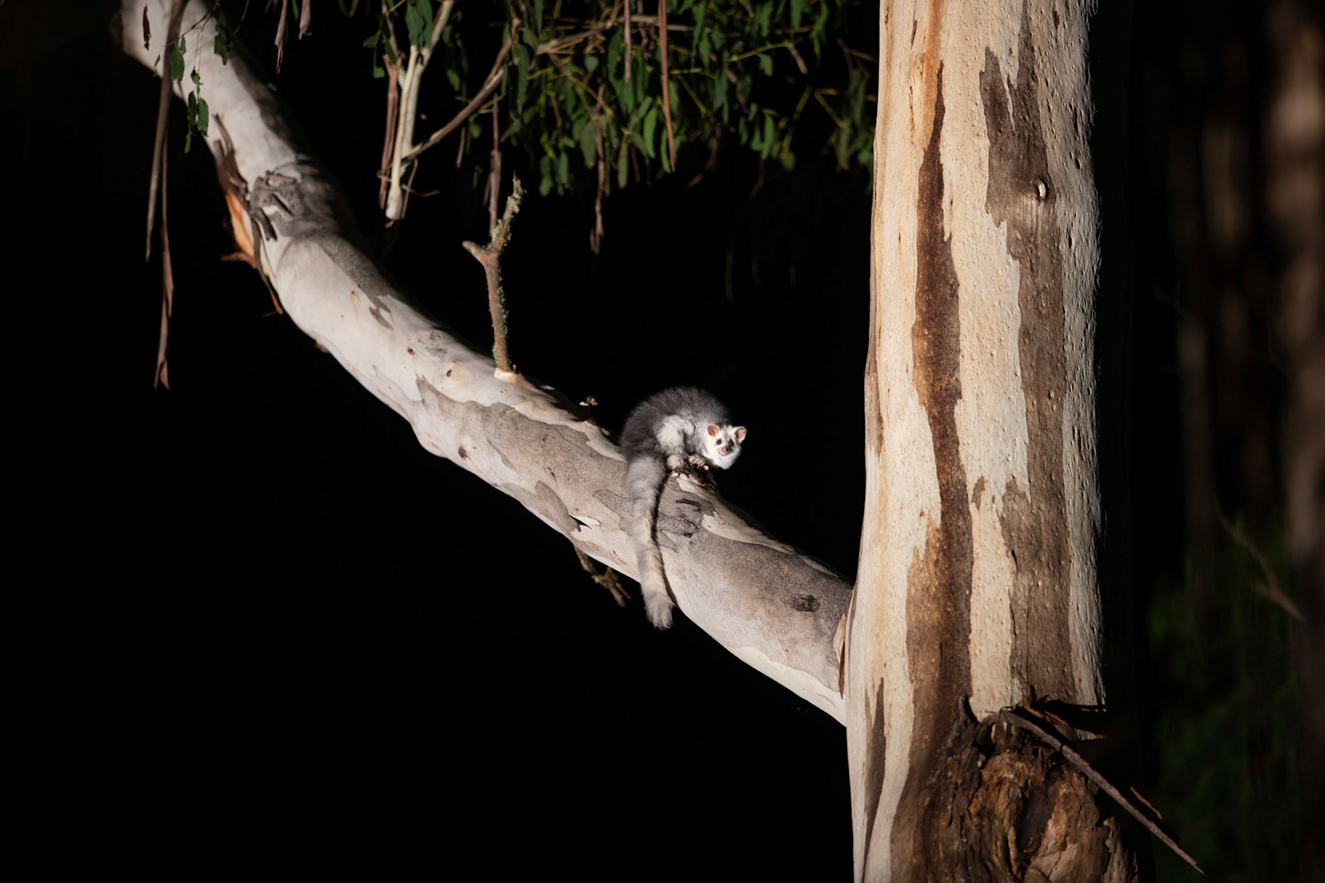Southern Greater Glider in a Manna Gum