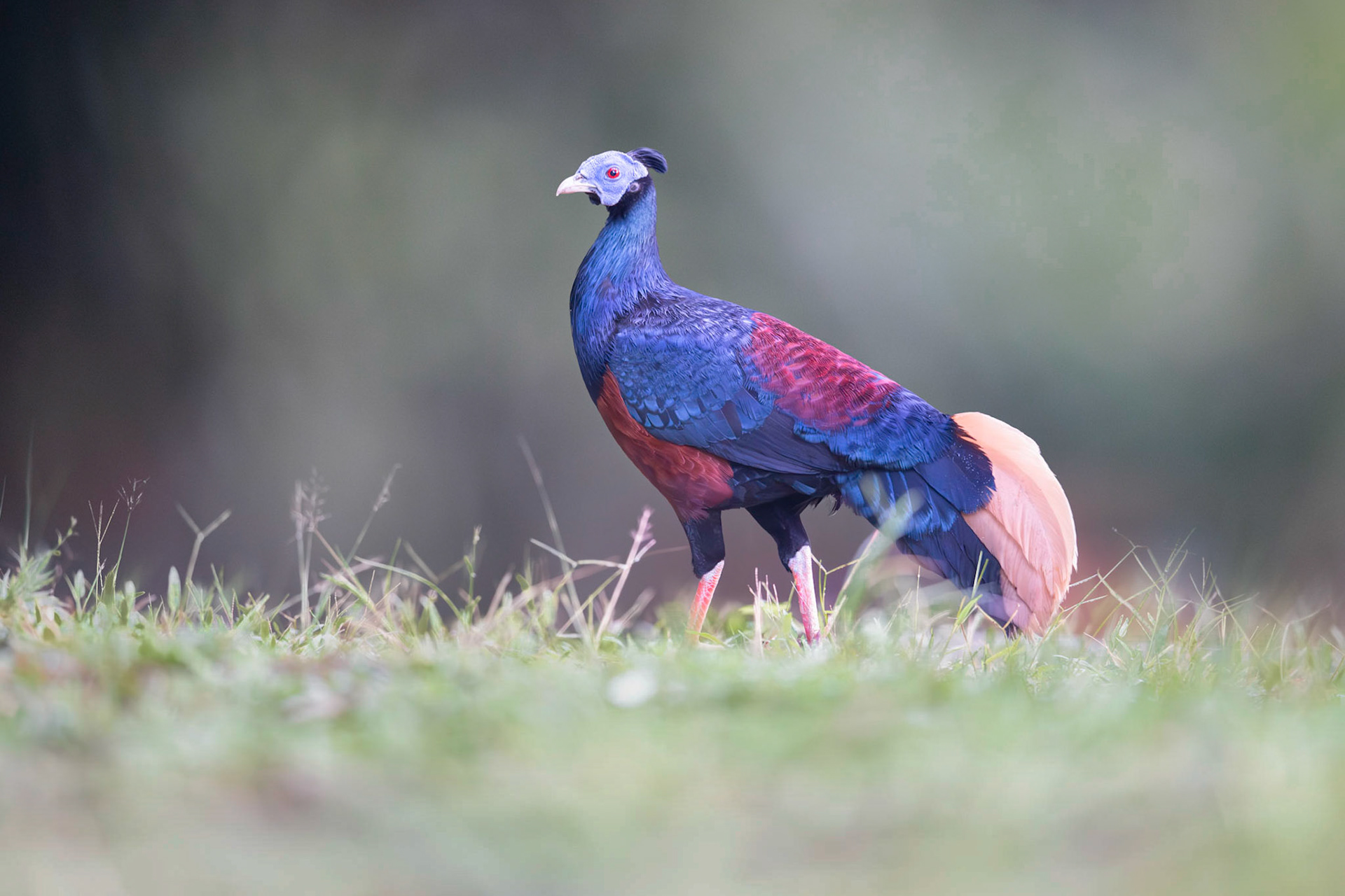 Bornean Crested Fireback