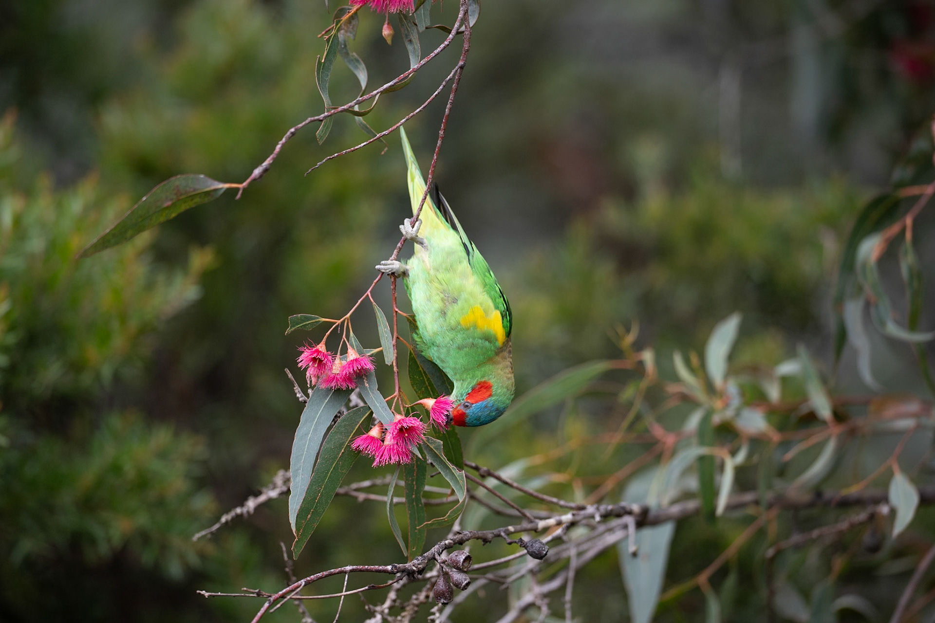 Musk Lorikeet
