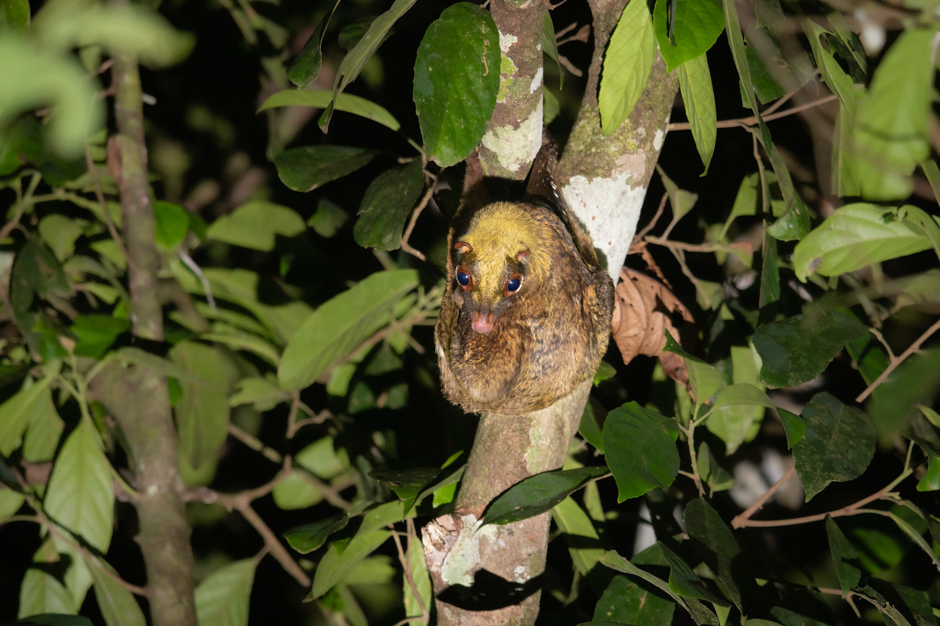 Colugo, a gliding mammal endemic to Borneo