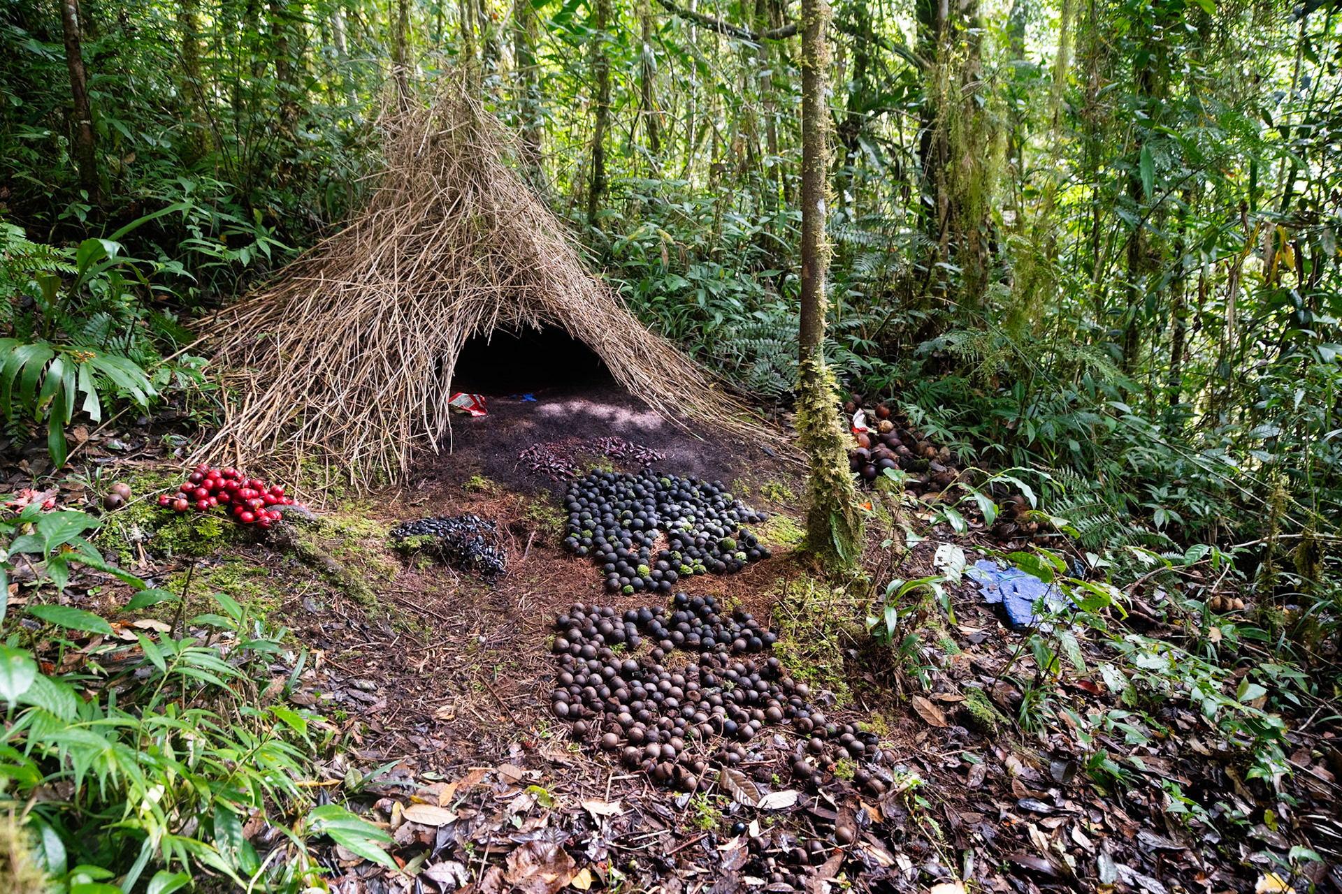 Bower of the Vogelkop Bowerbird