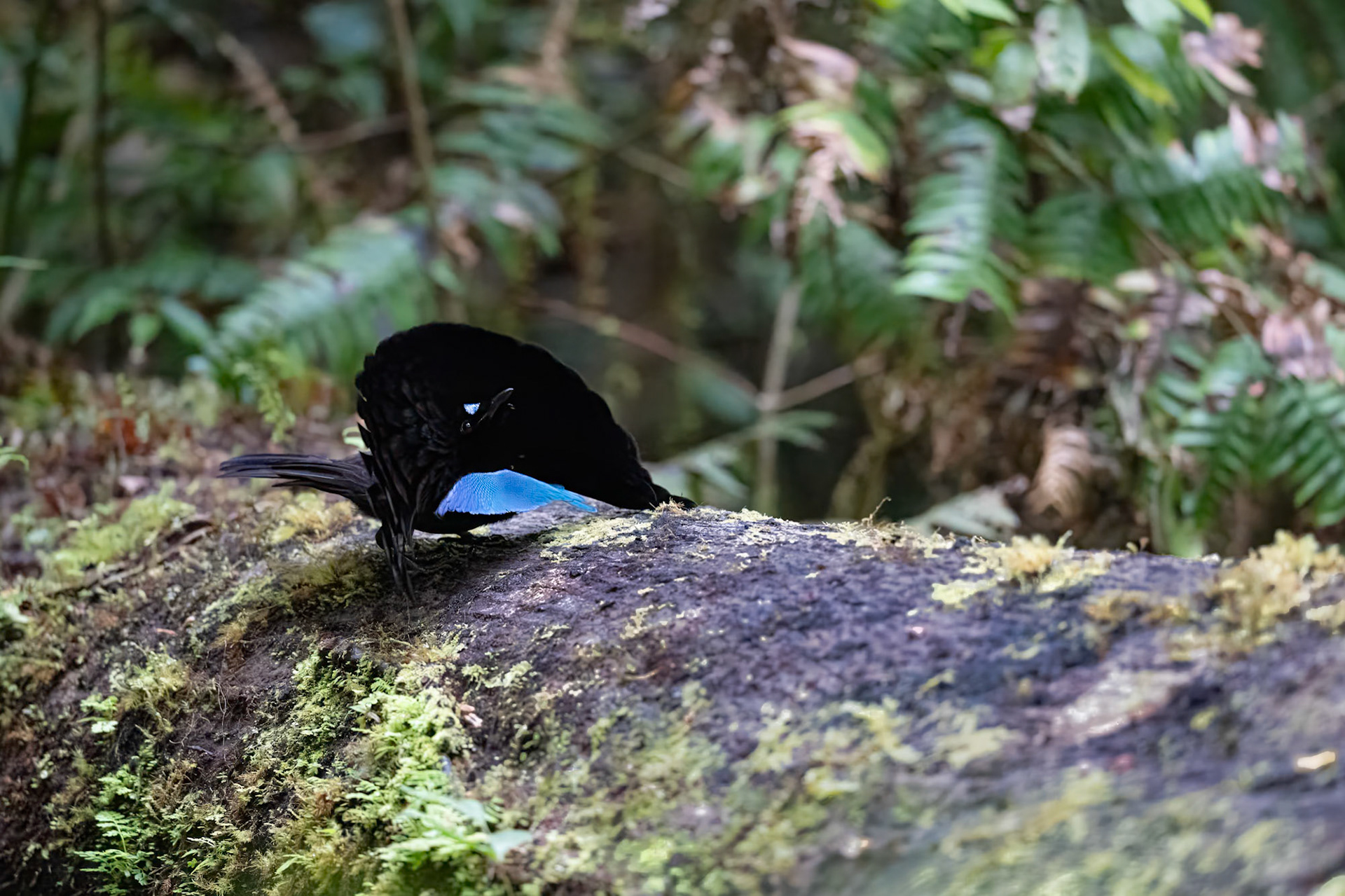 Vogelkop Lophorina male