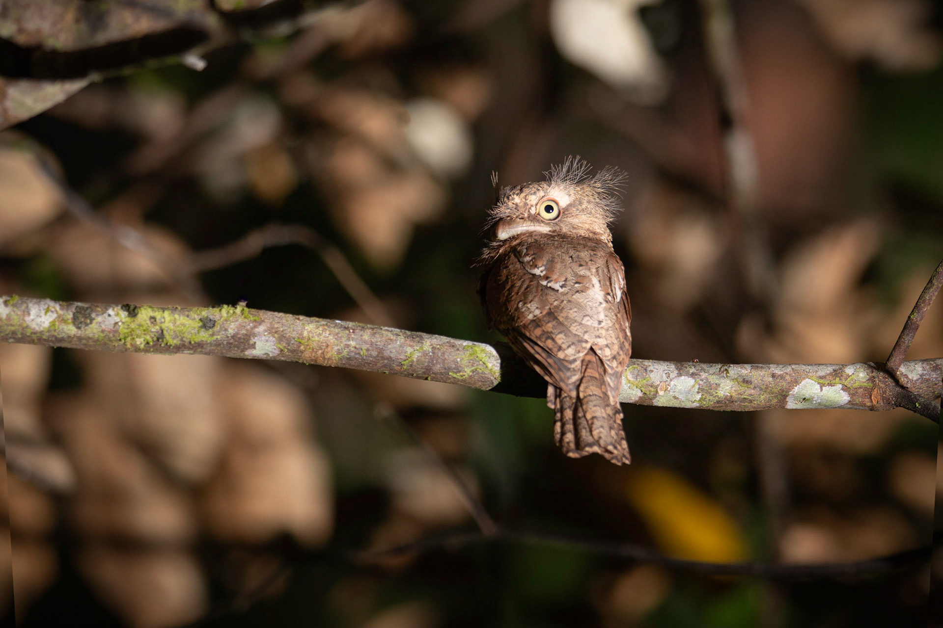 Sunda Frogmouth