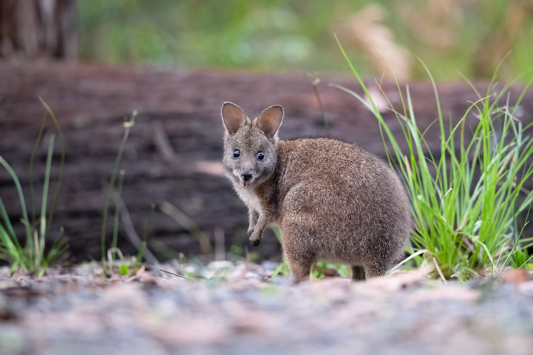 Parma Wallaby