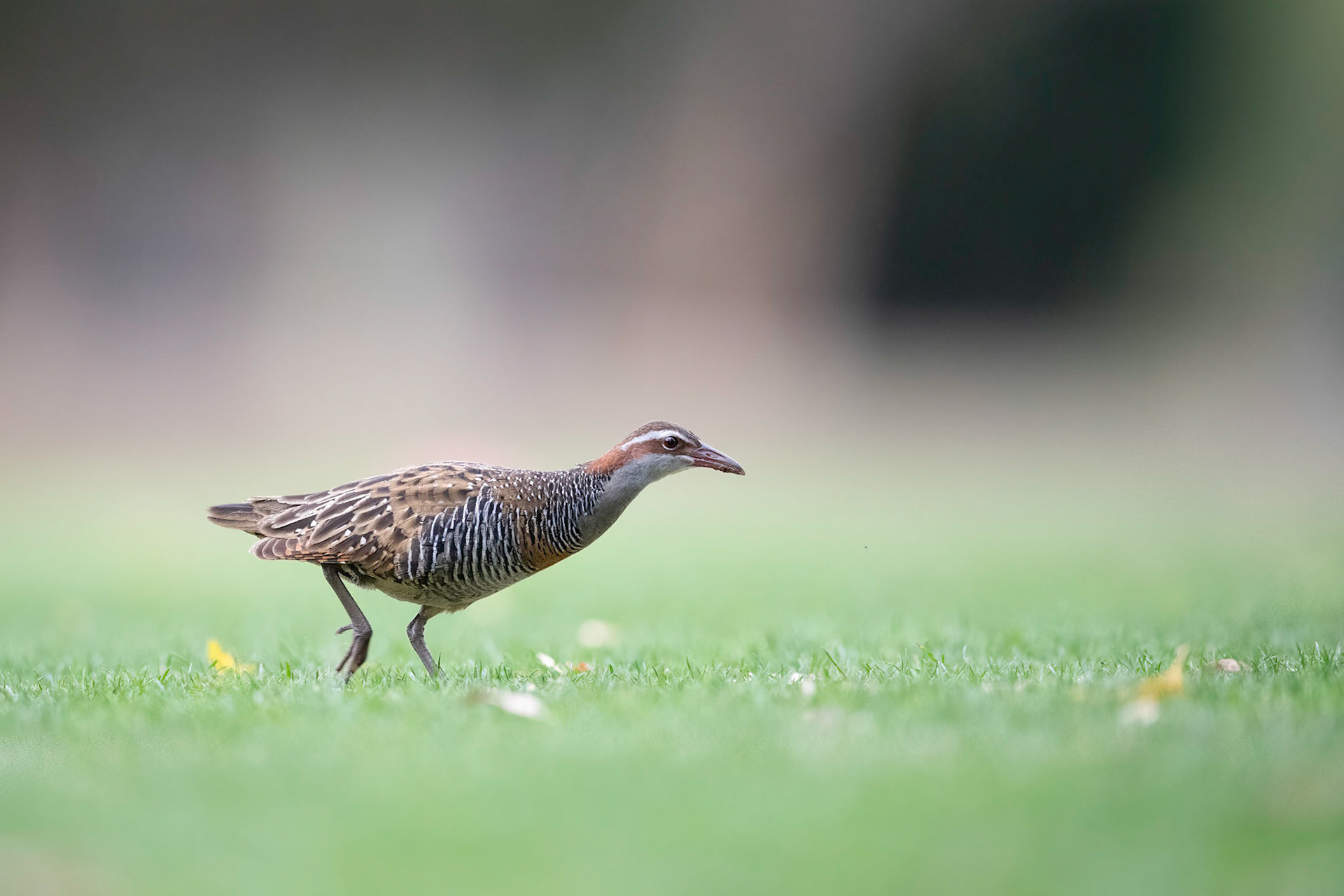 Buff-banded Rail