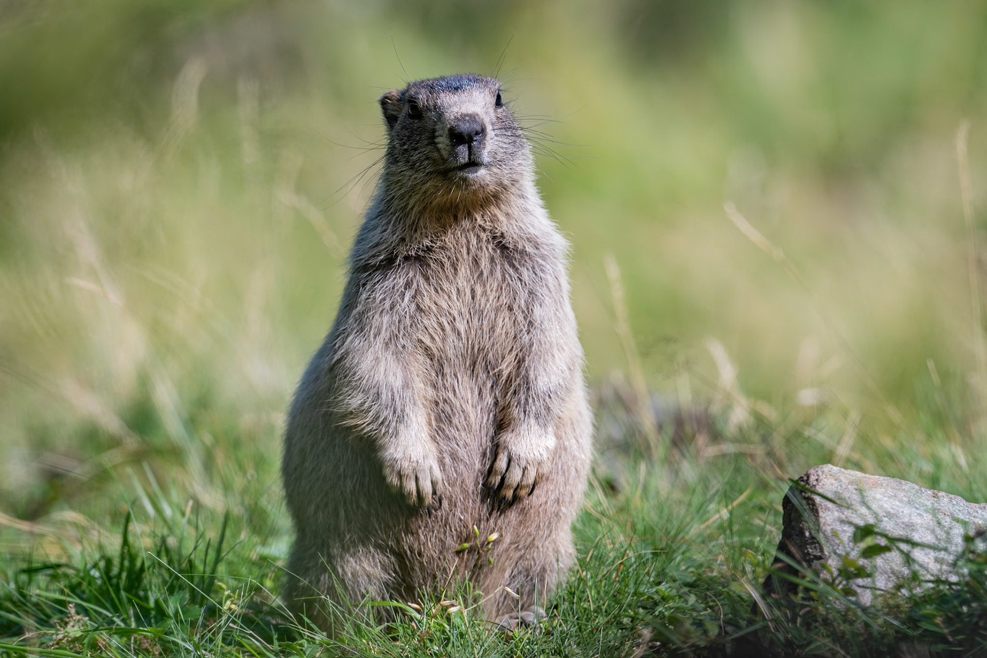 Alpine Marmot
