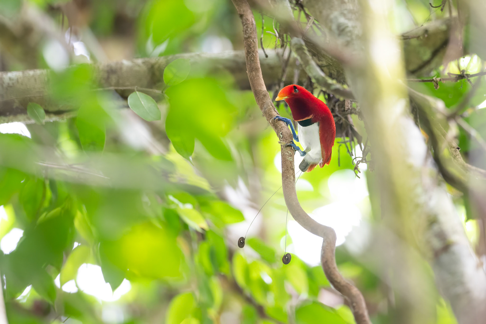 King Bird-of-paradise