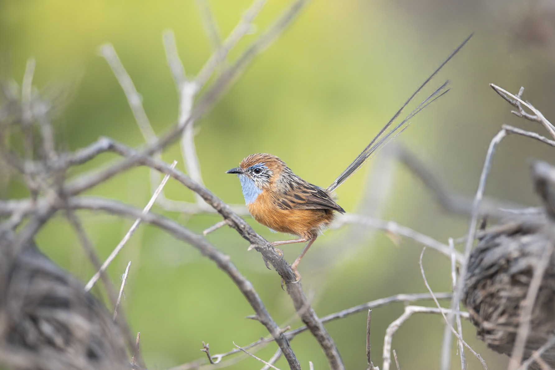 Southern Emu-wren