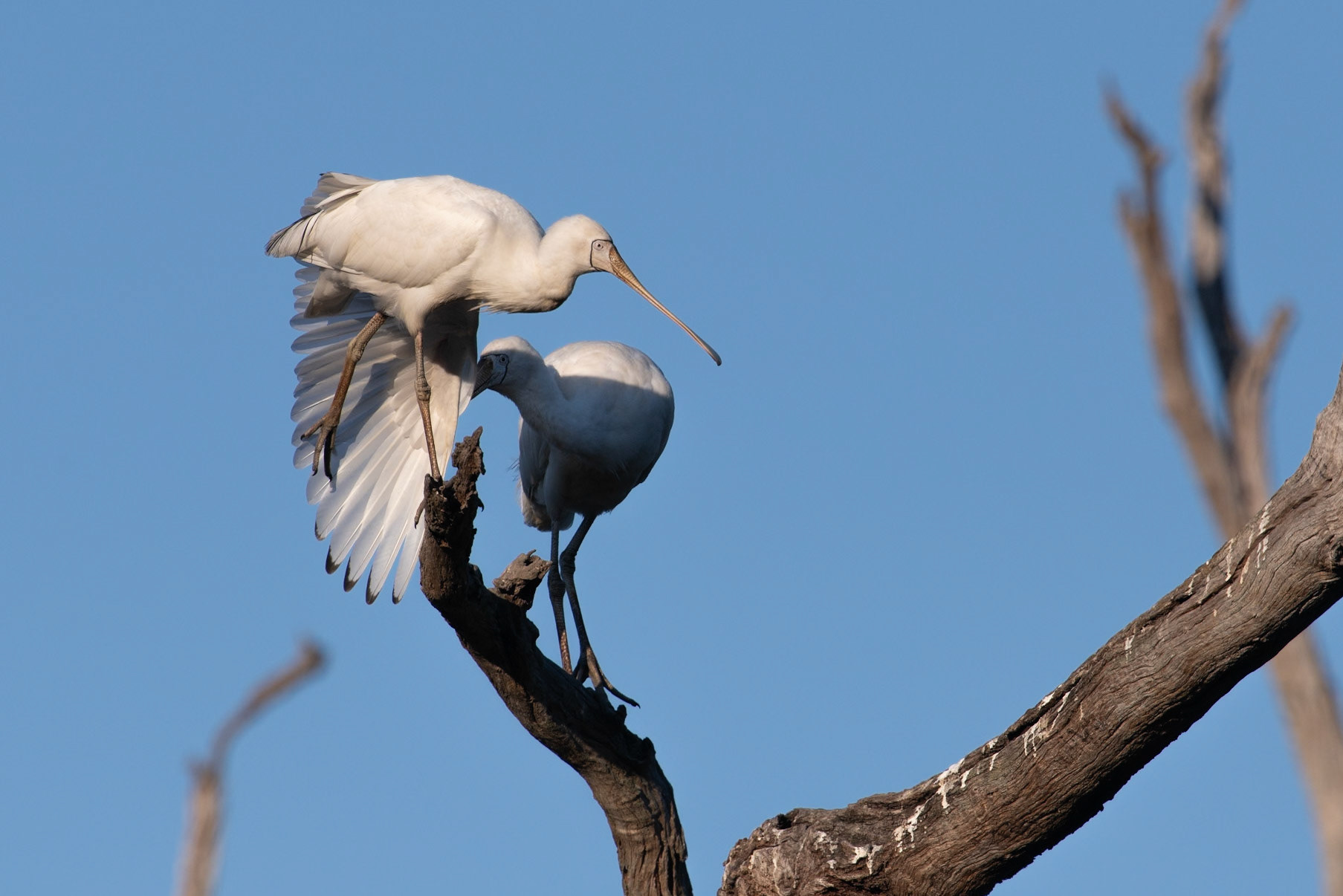 Yellow-billed Spoonbill