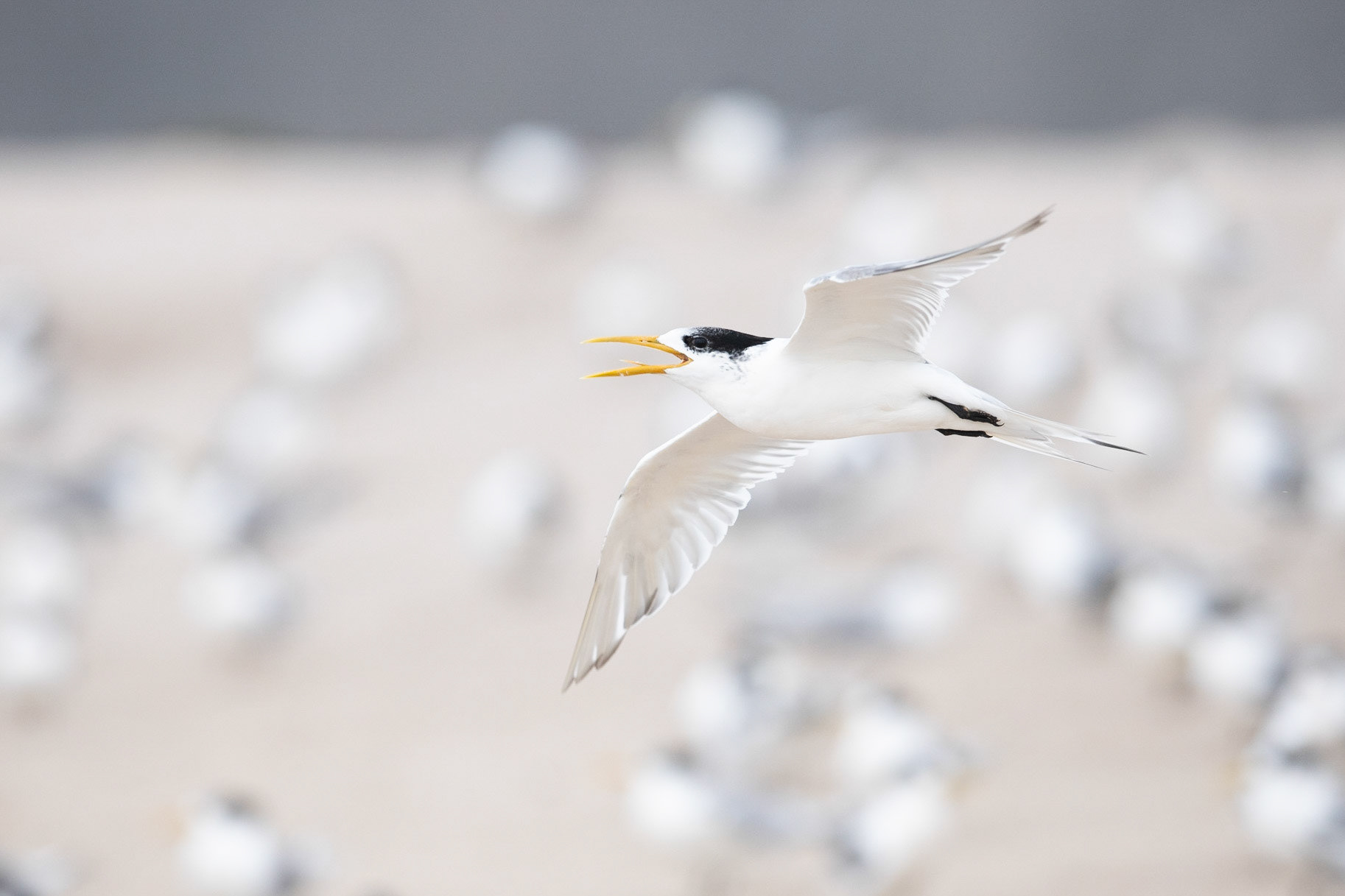 Crested Tern