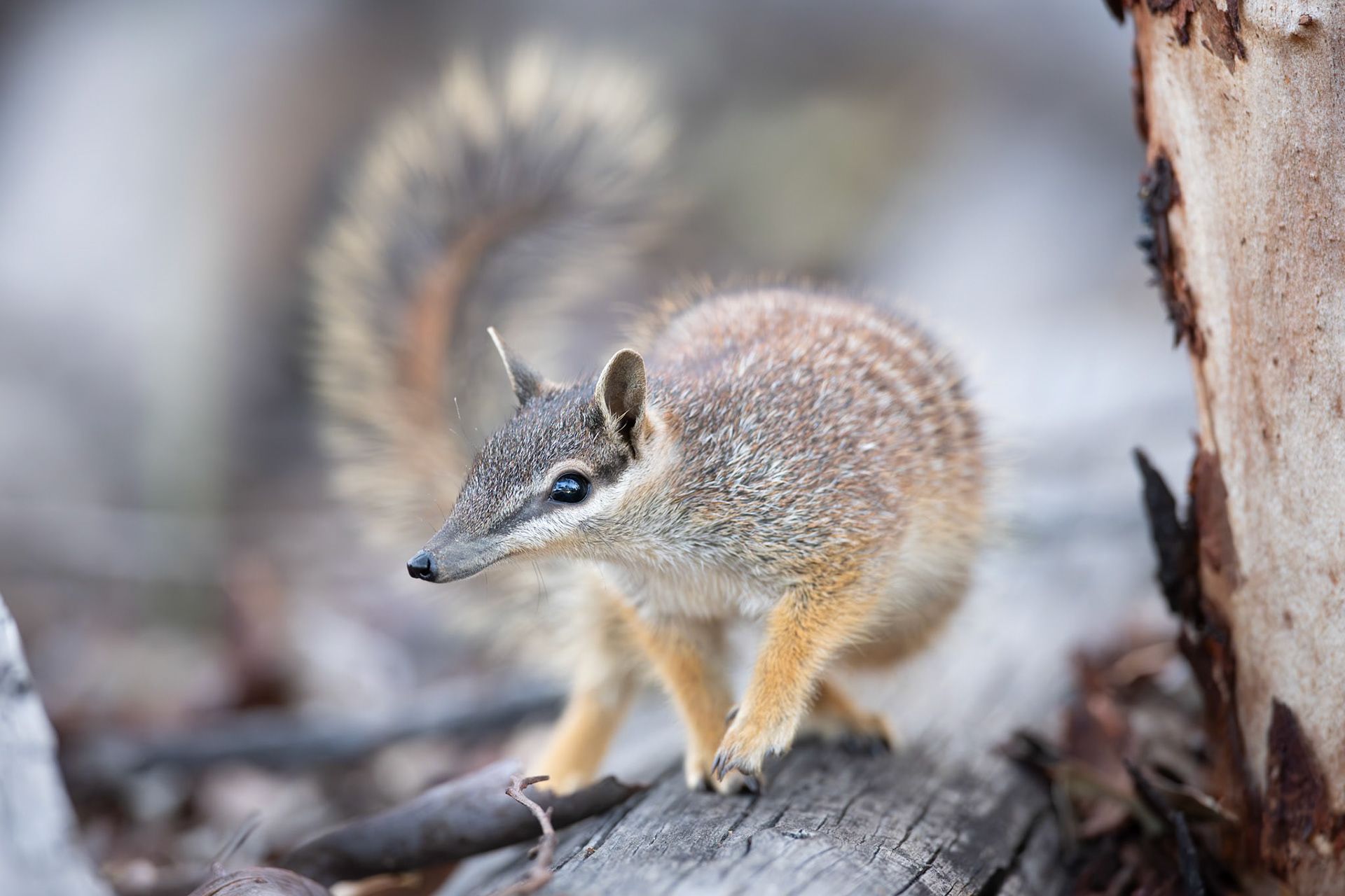 Numbat